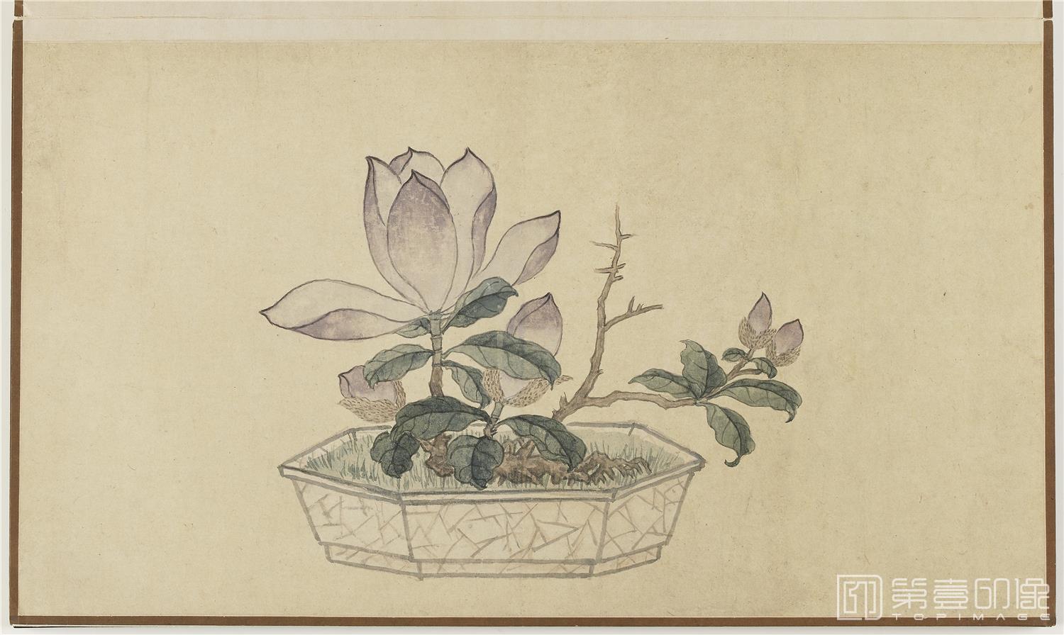 国画-盆花册页 (金瘦仙藏本)纸本-006-53.2x45.7