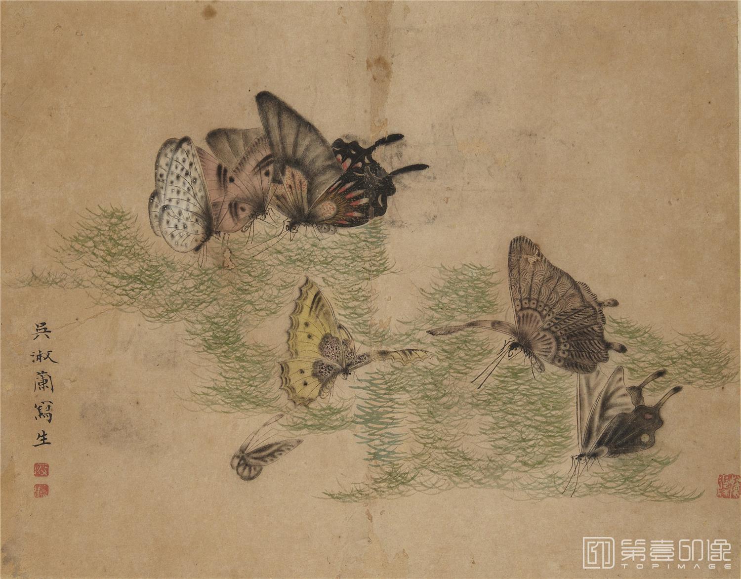 国画-蝴蝶草虫图册纸本-009-24.3 x 31.1cm