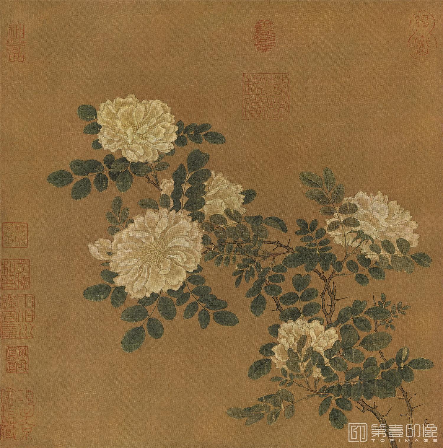 国画-白蔷薇图-26X25cm