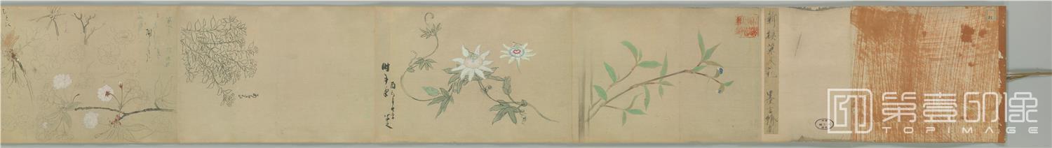 水彩画-新摸草木花图卷纸本-分段-01
