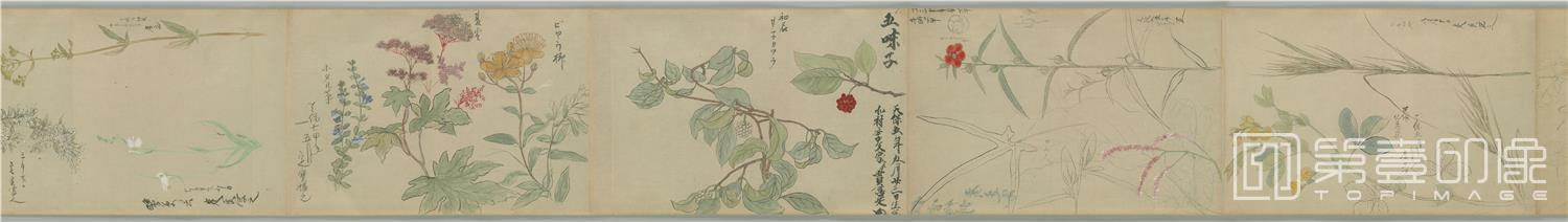水彩画-新摸草木花图卷纸本-分段-02