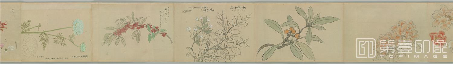 水彩画-新摸草木花图卷纸本-分段-07