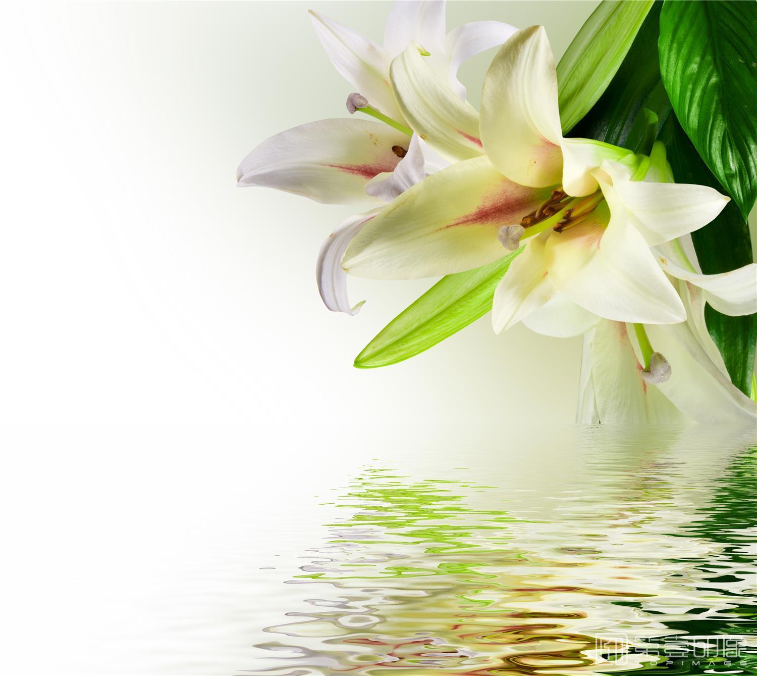 摄影-装饰画素材-百合系列-百合情深-05