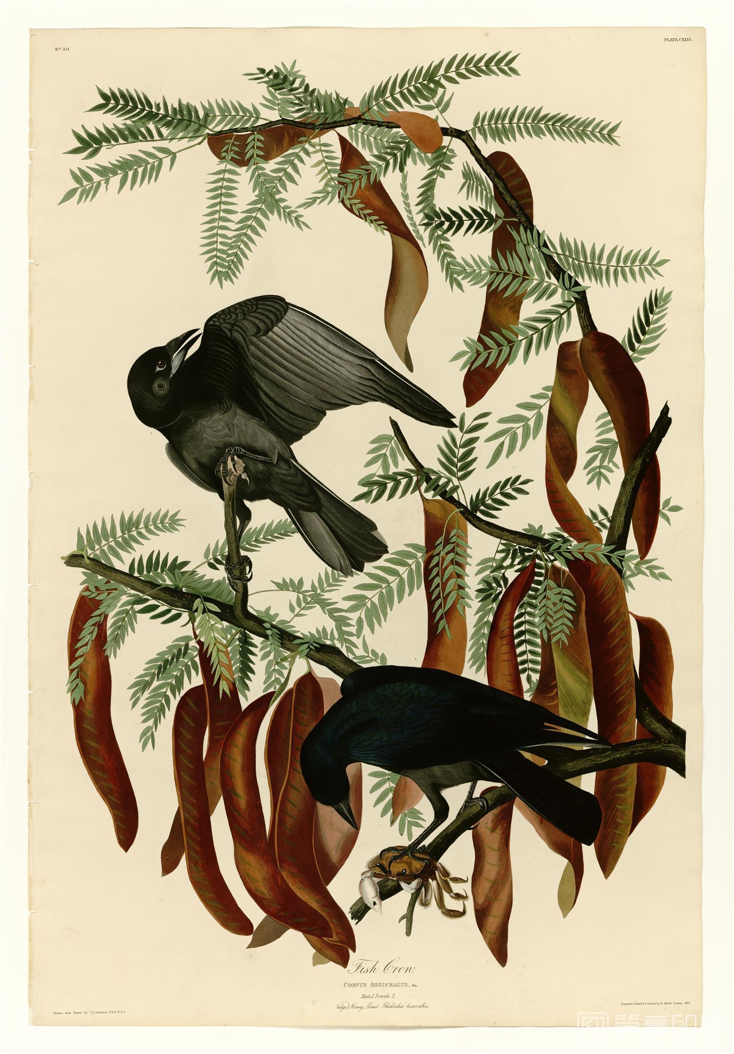 油画-约翰·詹姆斯·奥杜邦 John James Audubon作品-03