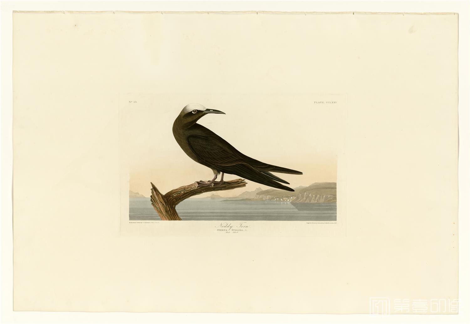 油画-约翰·詹姆斯·奥杜邦 John James Audubon作品-02