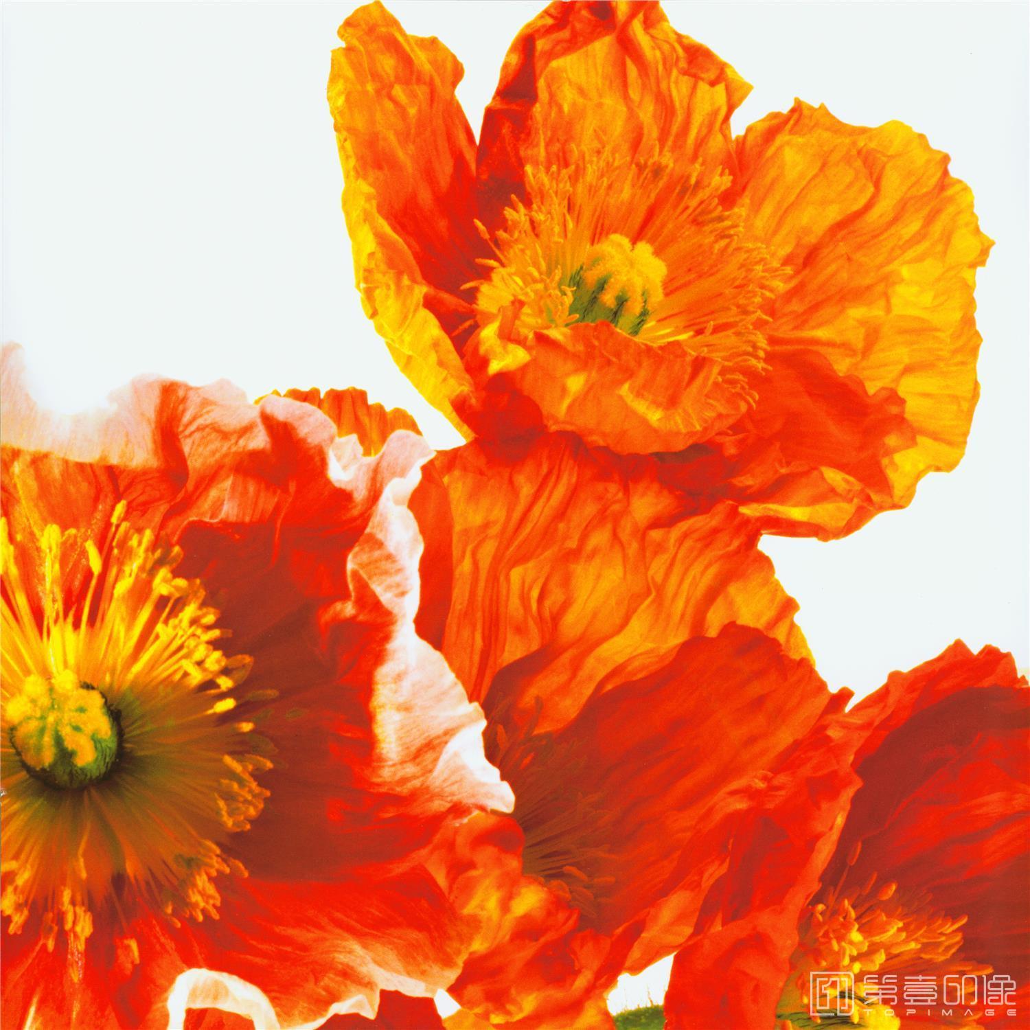 水彩画-合成图集-605