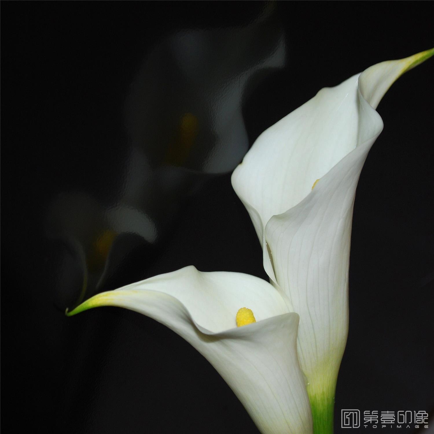 水彩画-套图-2联-质感花卉-128