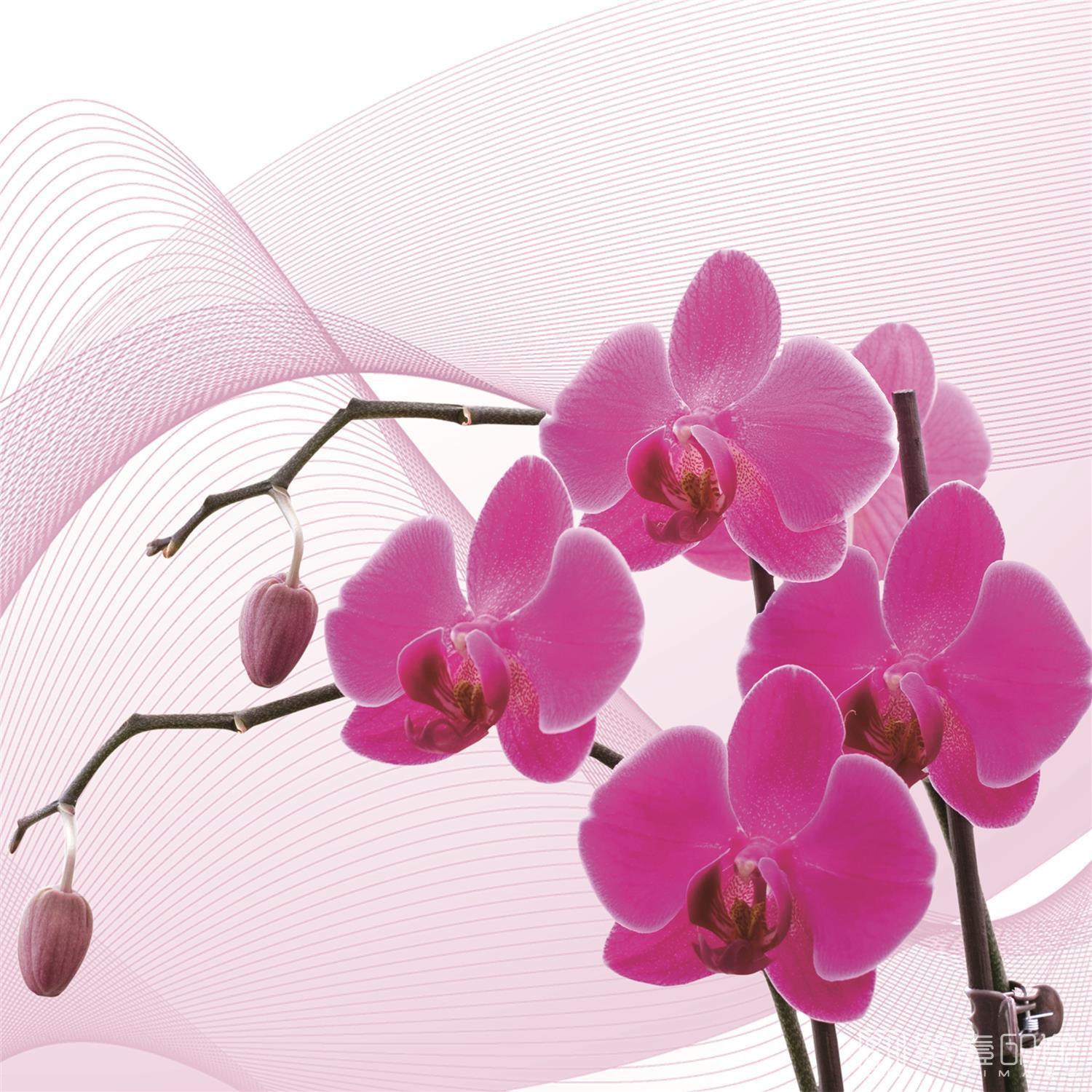 艺术设计-套图-3联-花卉C-003