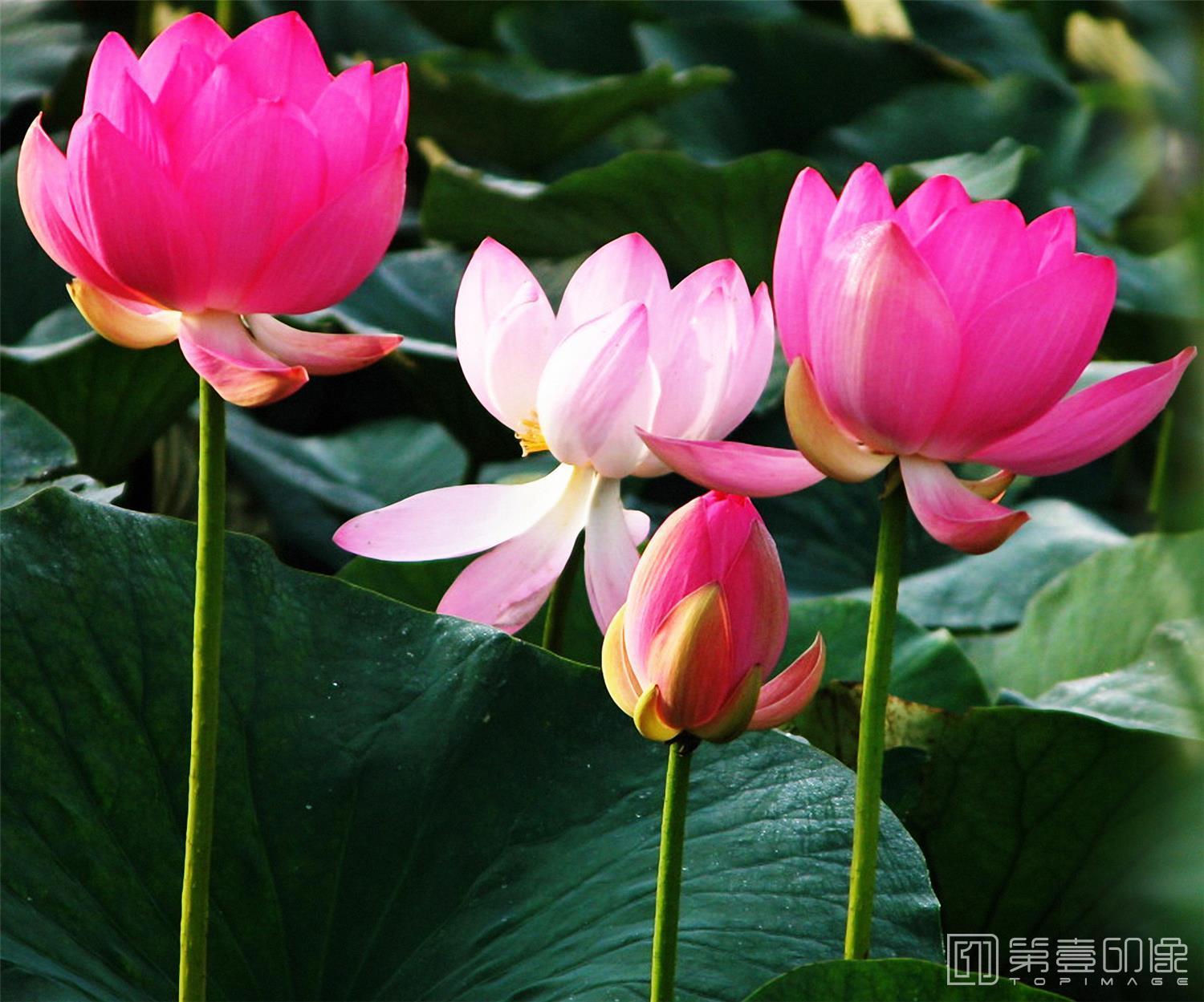 摄影-套图-3联-花-171