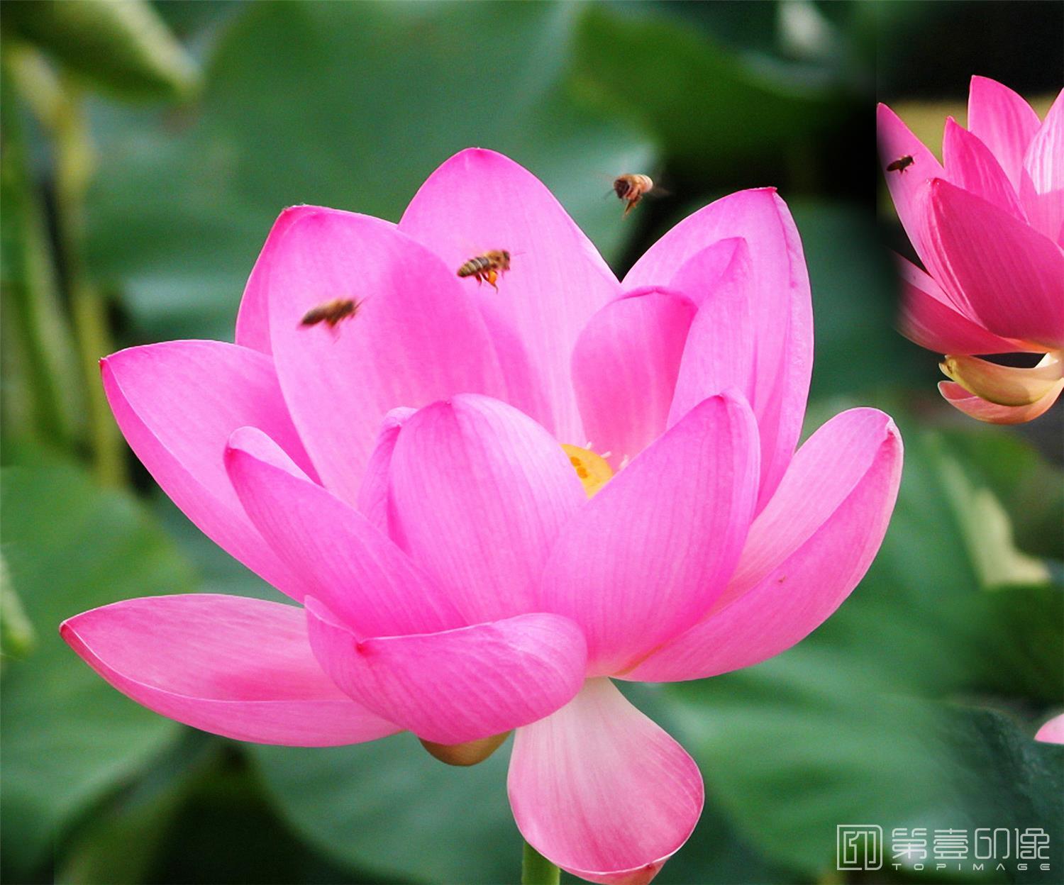 摄影-套图-3联-花-172