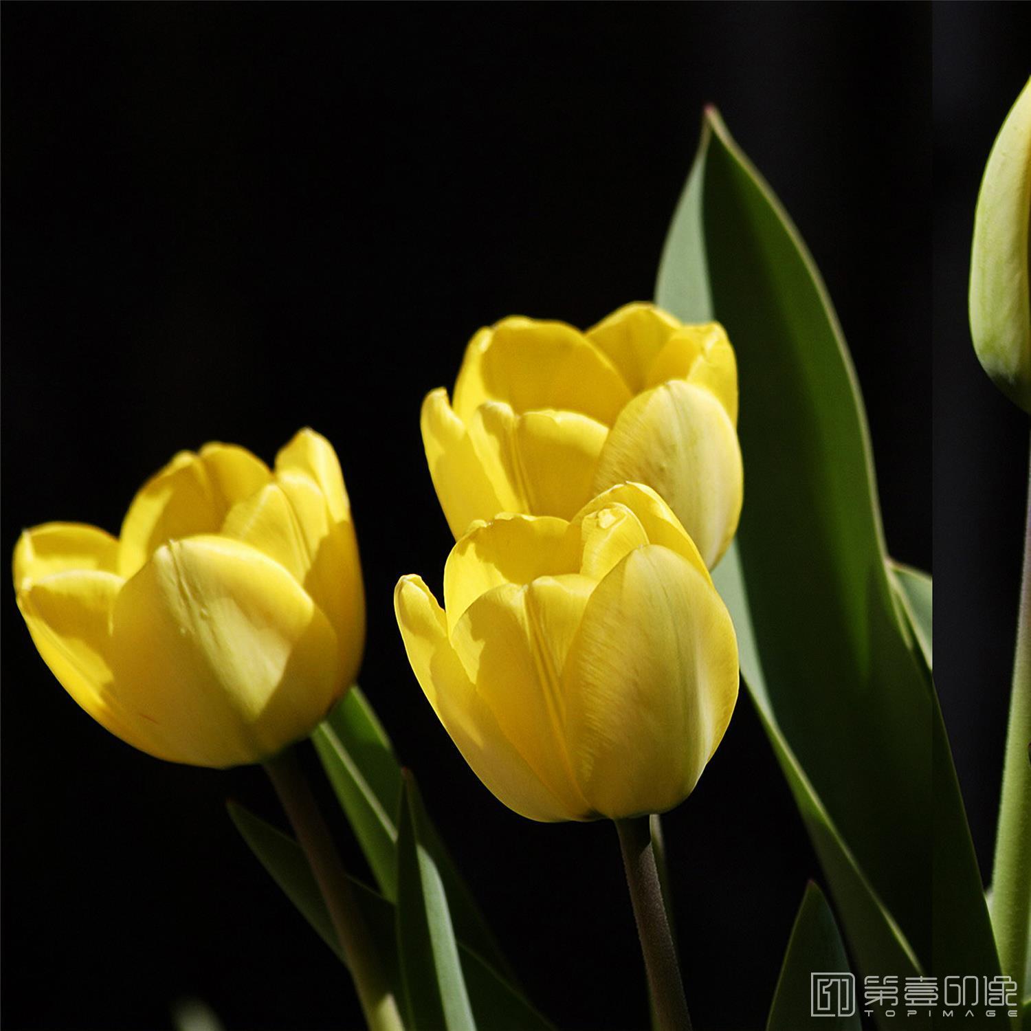 摄影-套图-3联-花-355