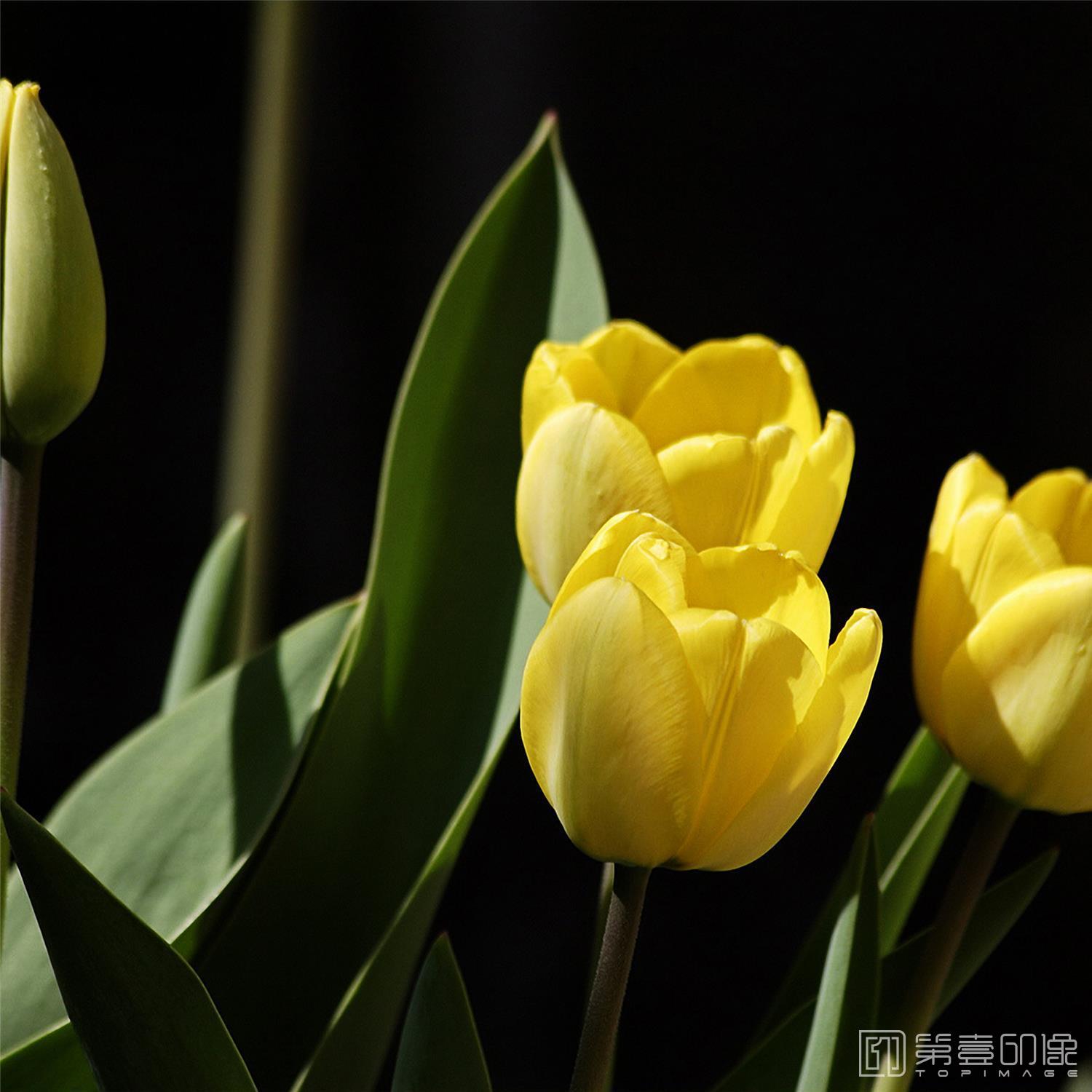 摄影-套图-3联-花-356