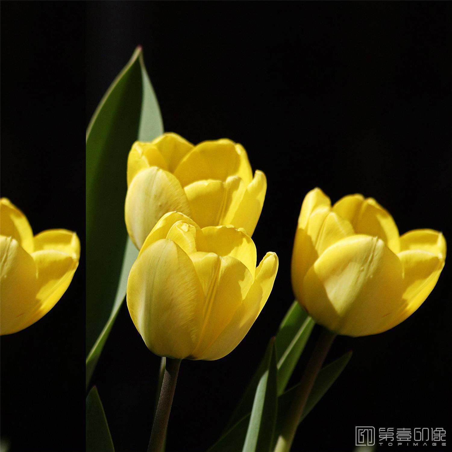 摄影-套图-3联-花-357