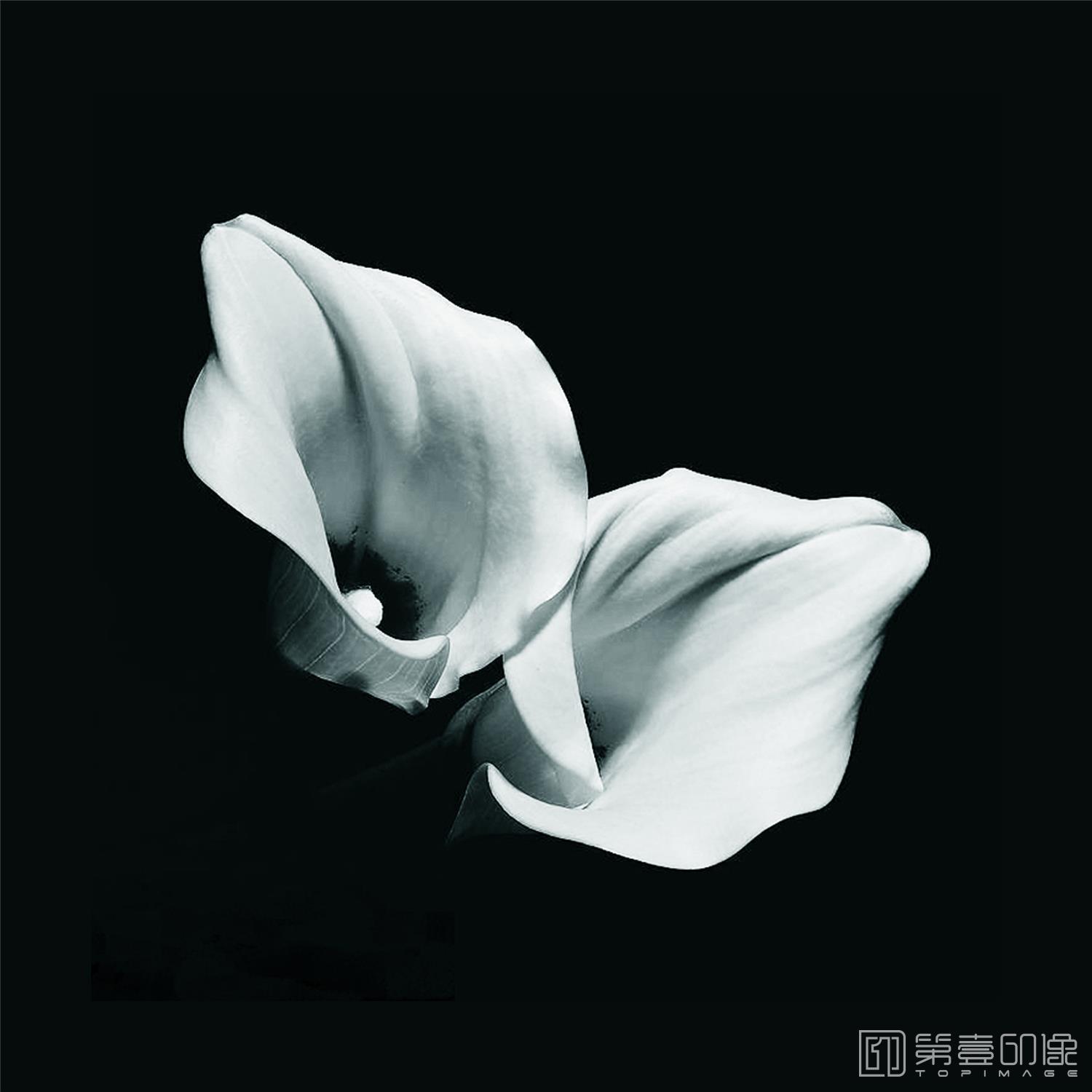 摄影-套图-3联-花-370