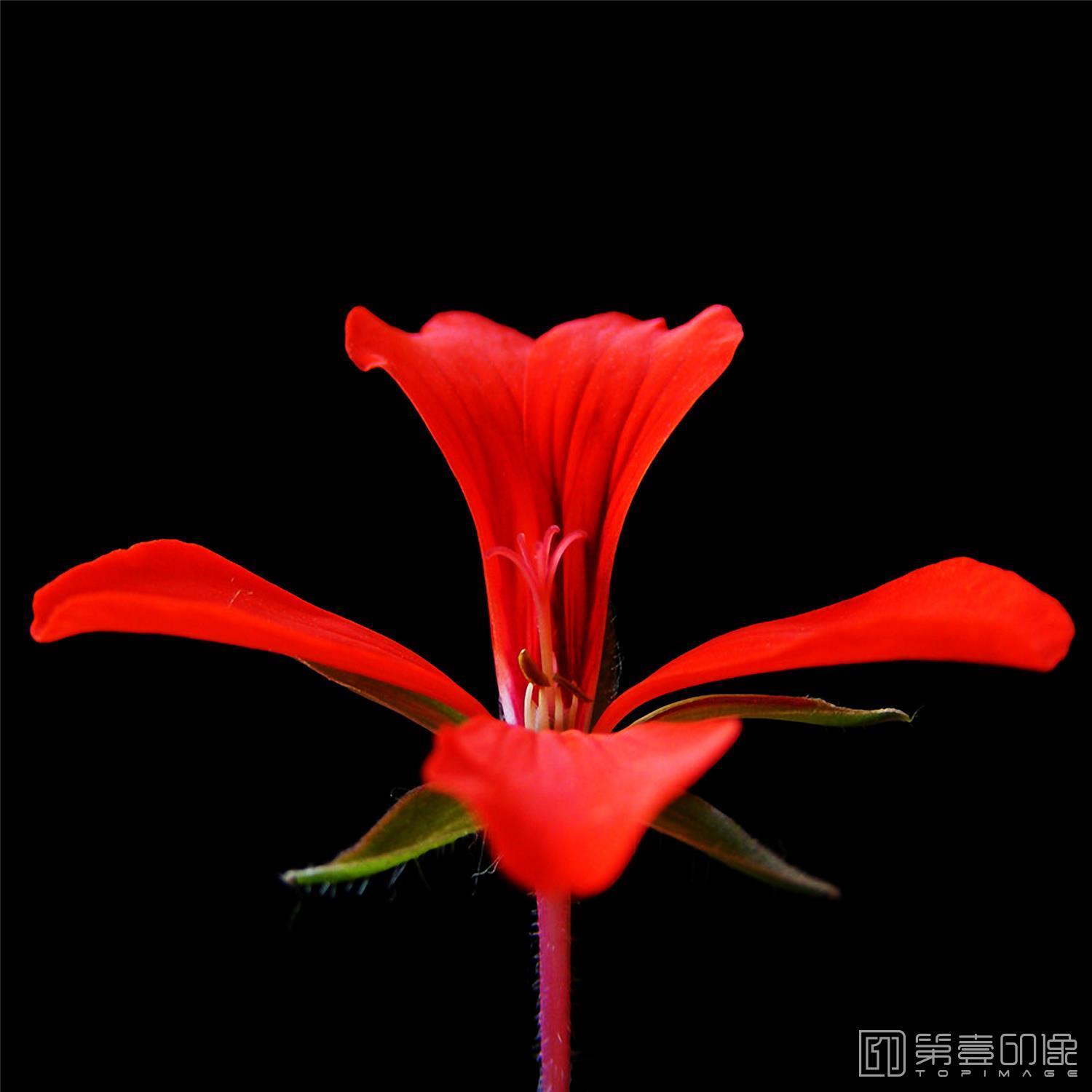 摄影-套图-3联-花-810