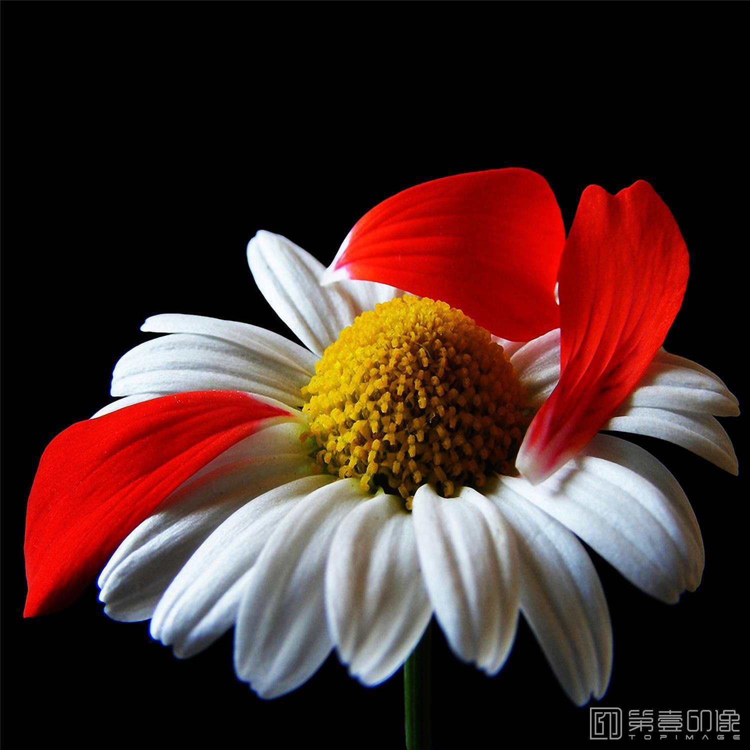 摄影-套图-3联-花-811