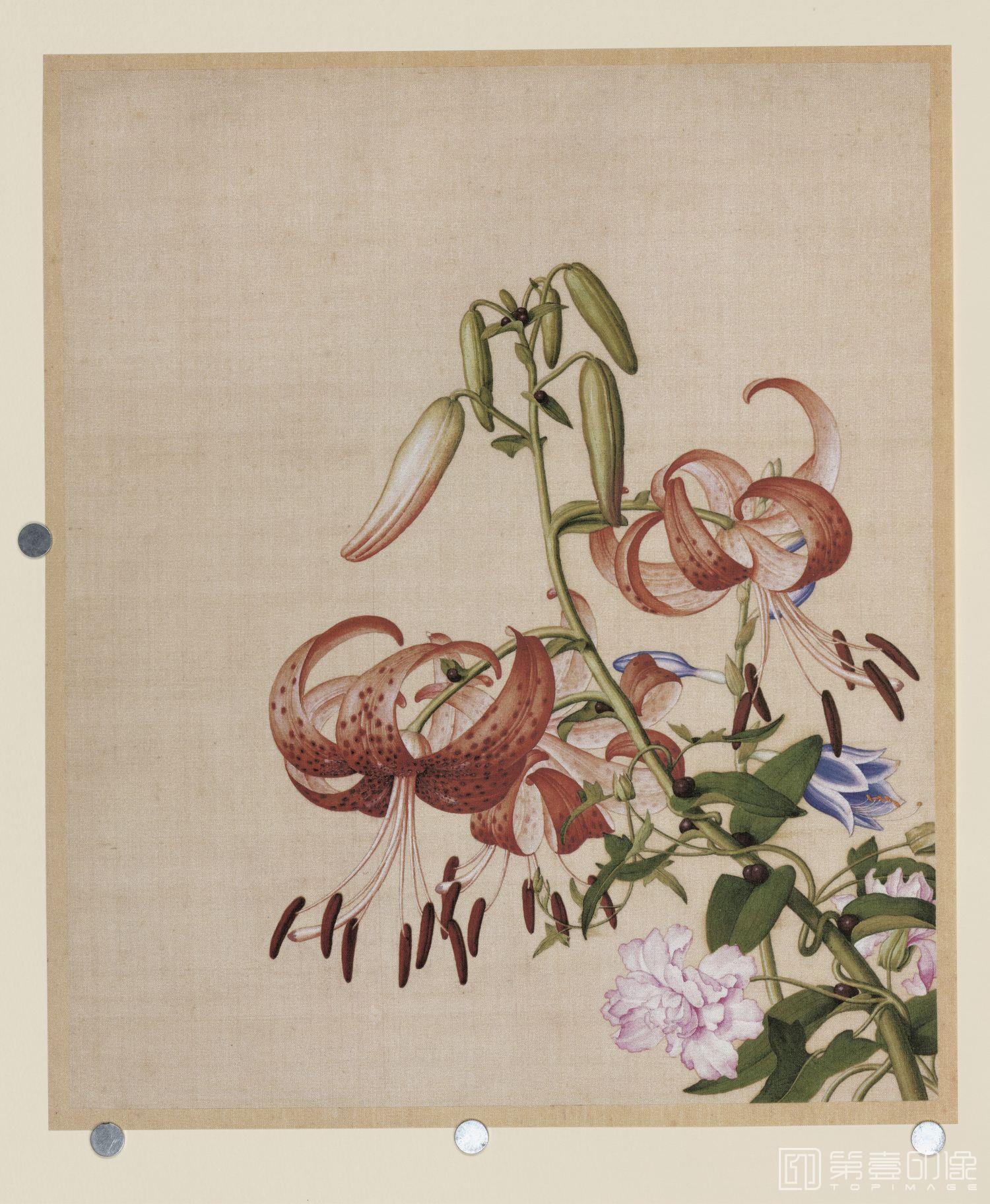 国画-仙萼长春图 (原拍)百合花与缠枝牡丹
