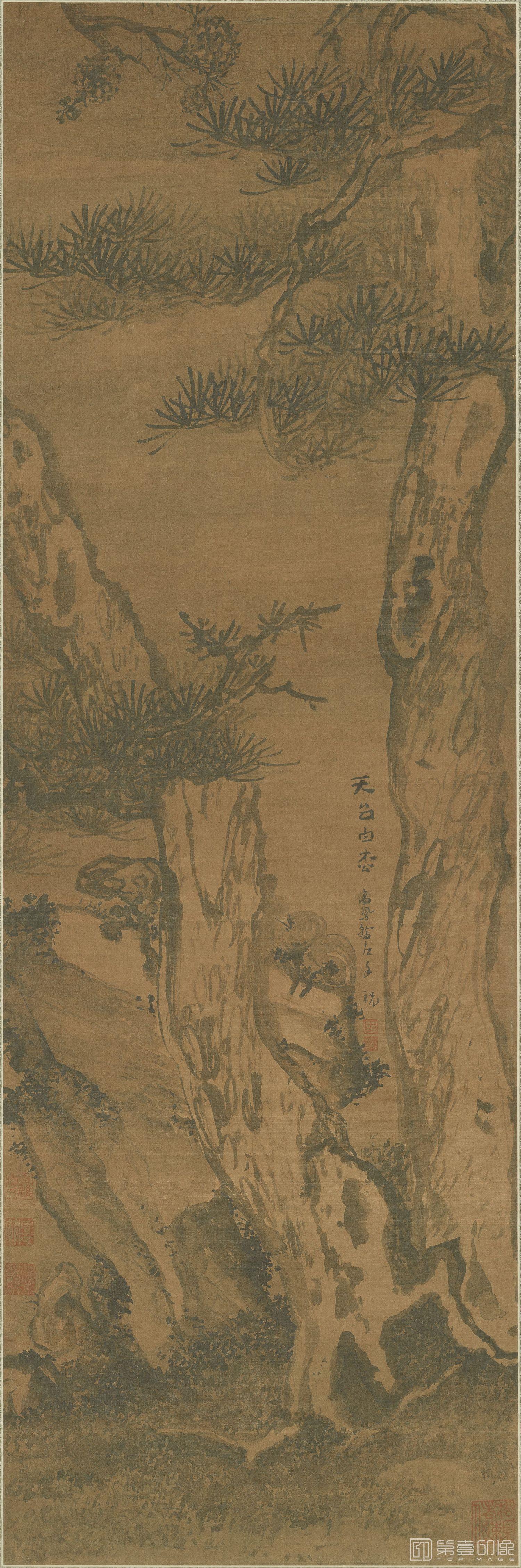 国画-天台白松图-105x34