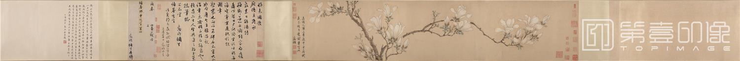 国画-白玉兰图卷27.9x133