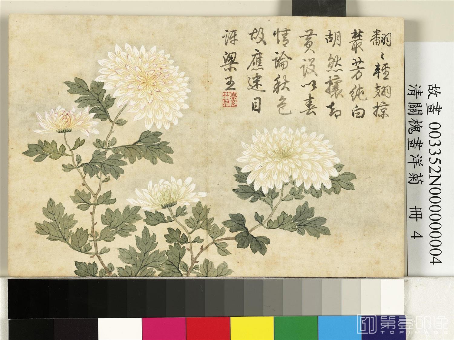 国画-洋菊册 蝶翅丛