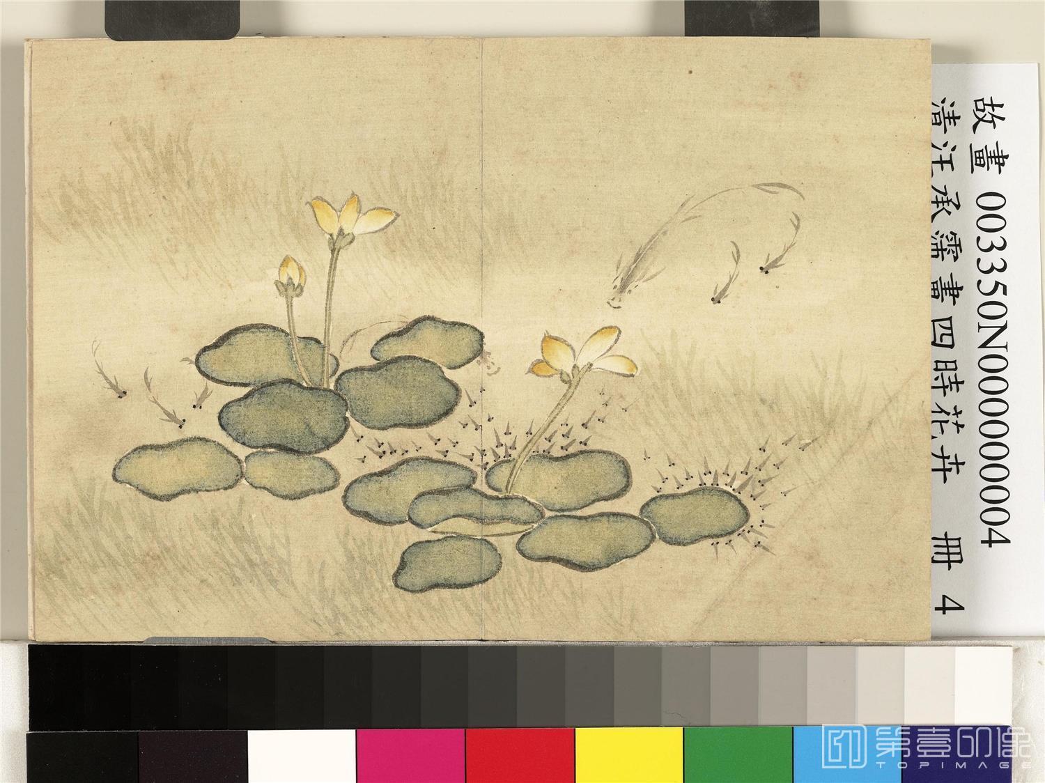 国画-画四时花卉 册 花鱼
