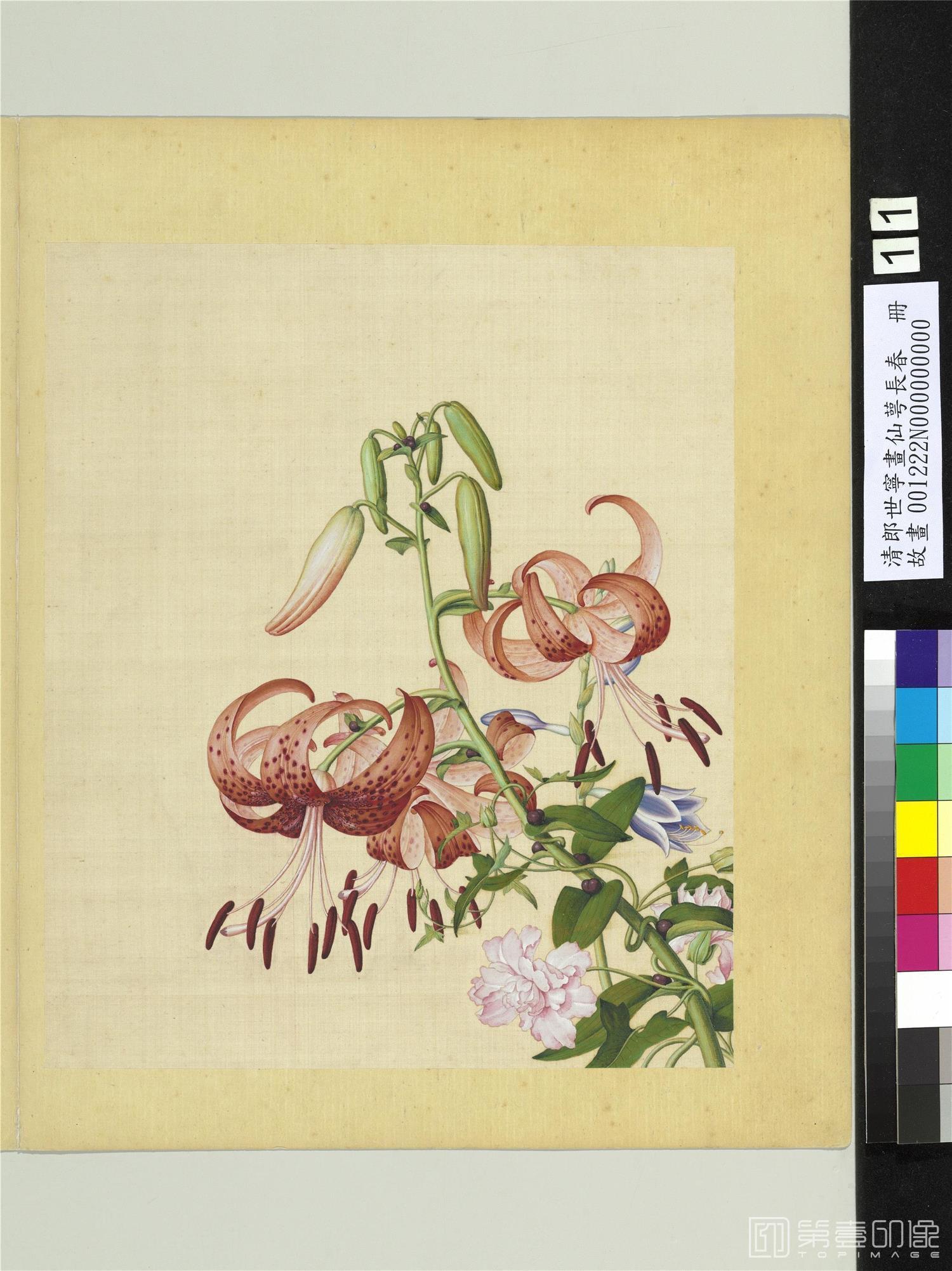 国画-仙萼长春 册 百合花缠枝牡丹
