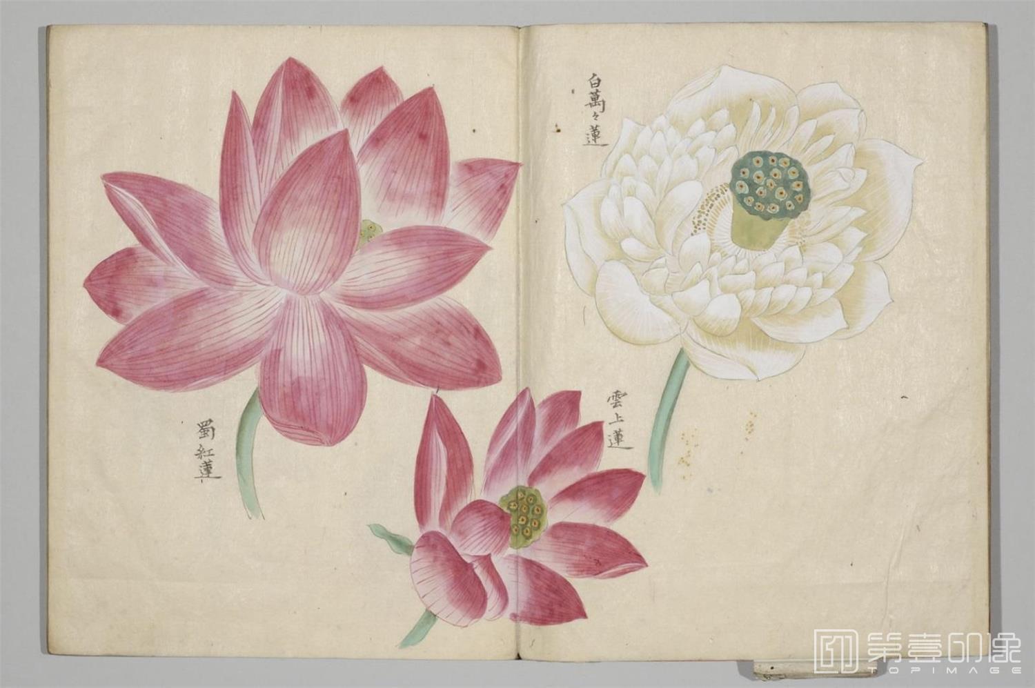 国画-清香画谱-0003