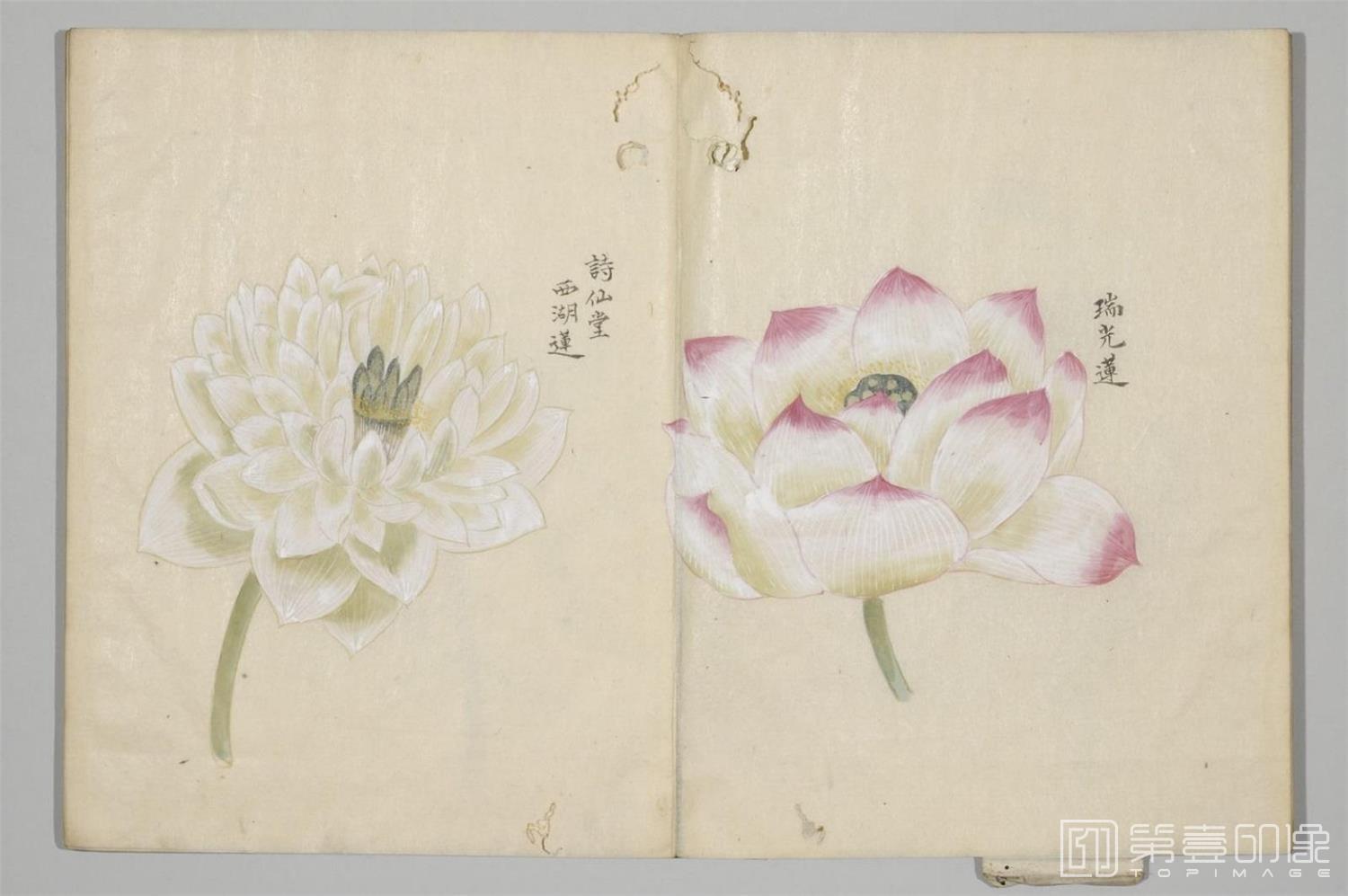 国画-清香画谱-0006