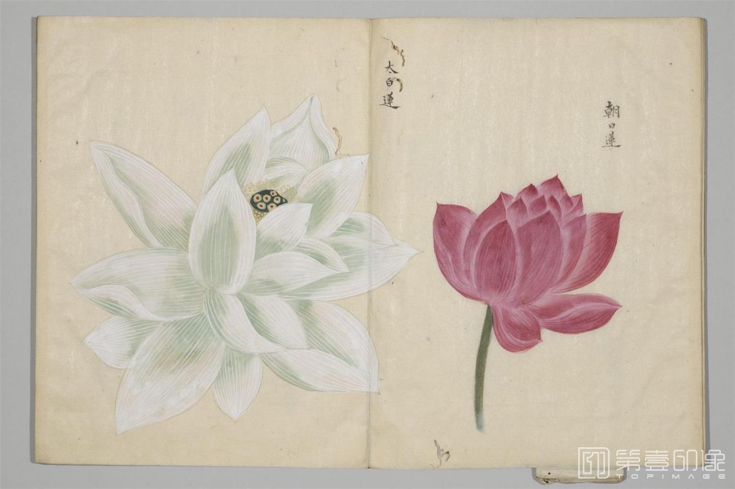 国画-清香画谱-0007