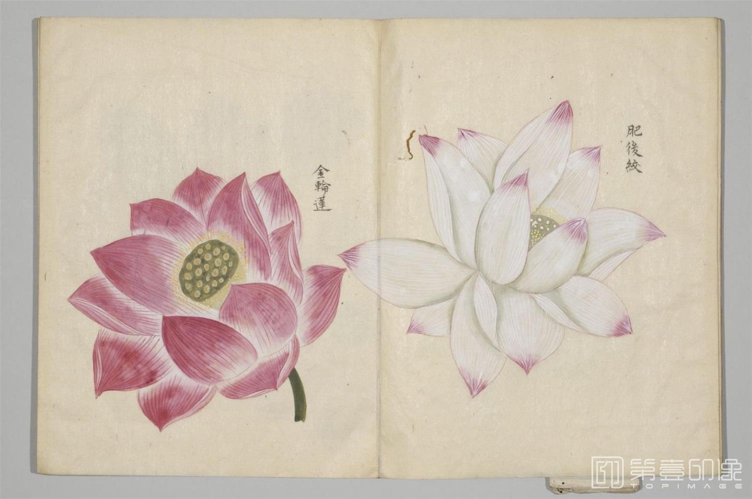 国画-清香画谱-0008