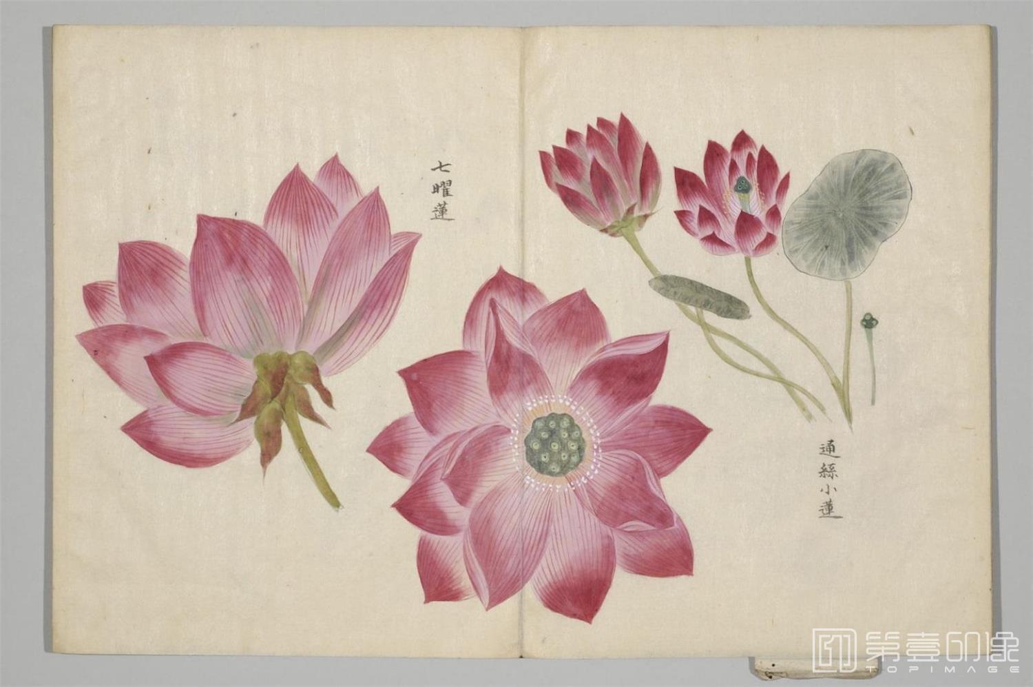 国画-清香画谱-0009