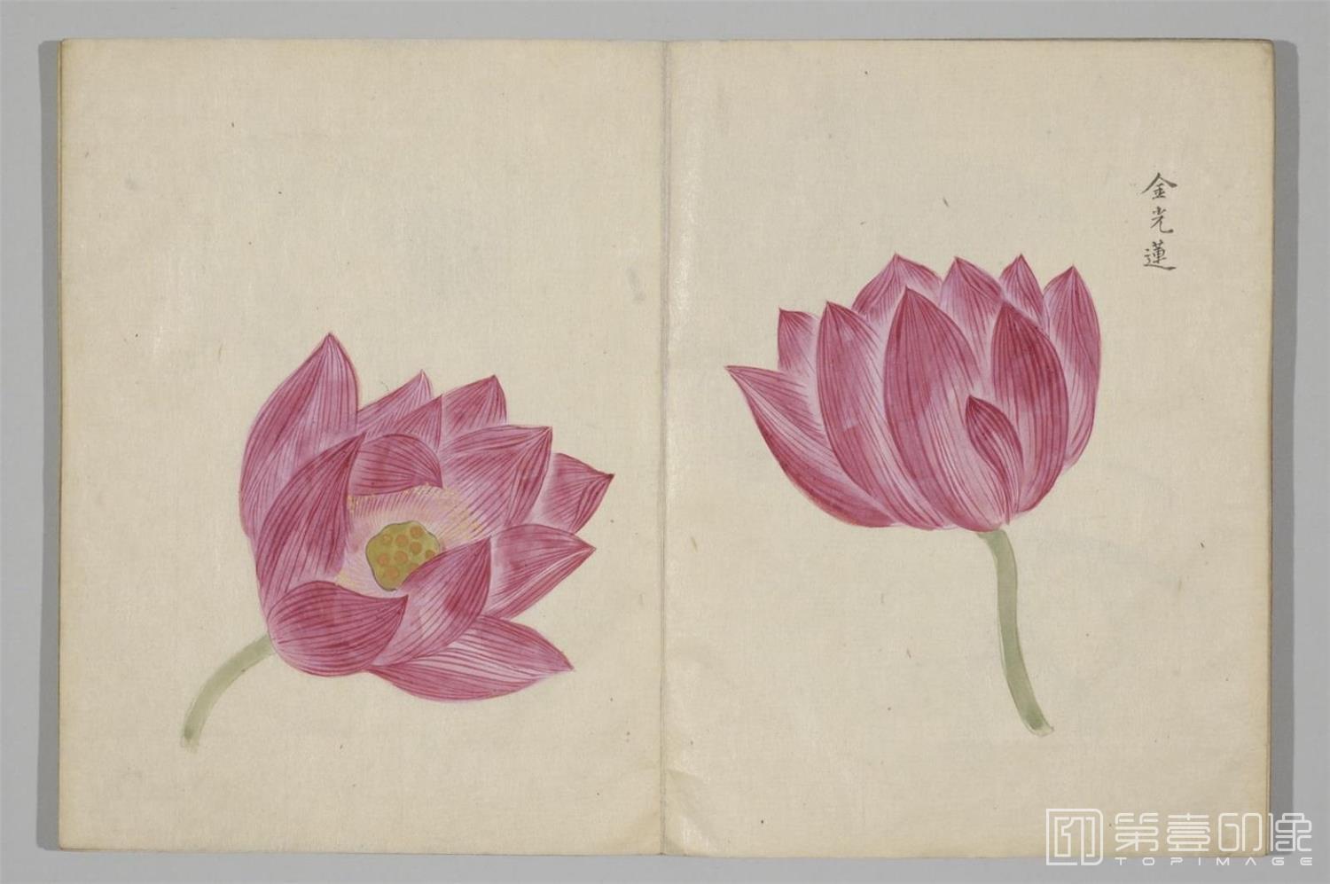国画-清香画谱-0035