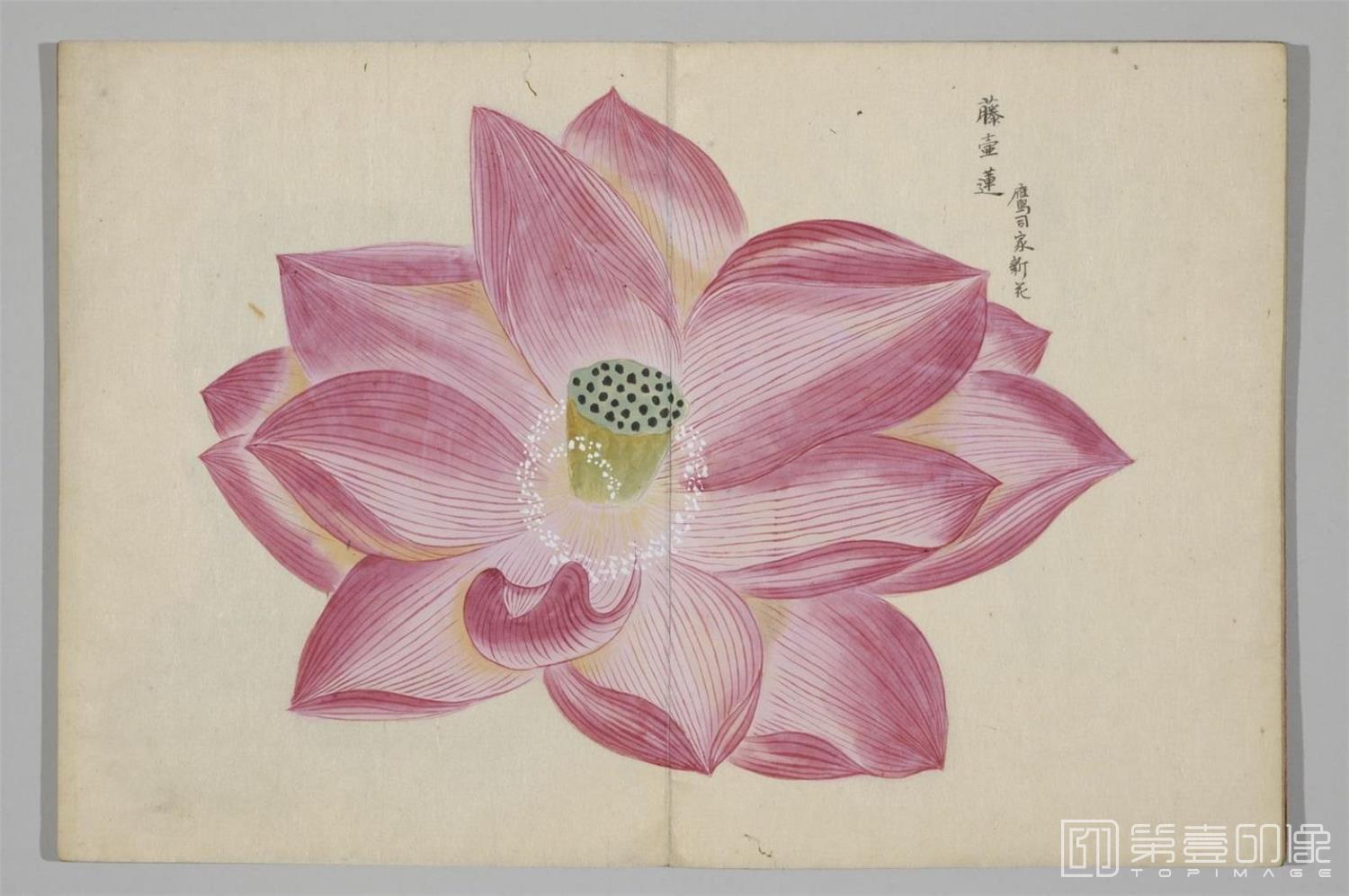 国画-清香画谱-0037