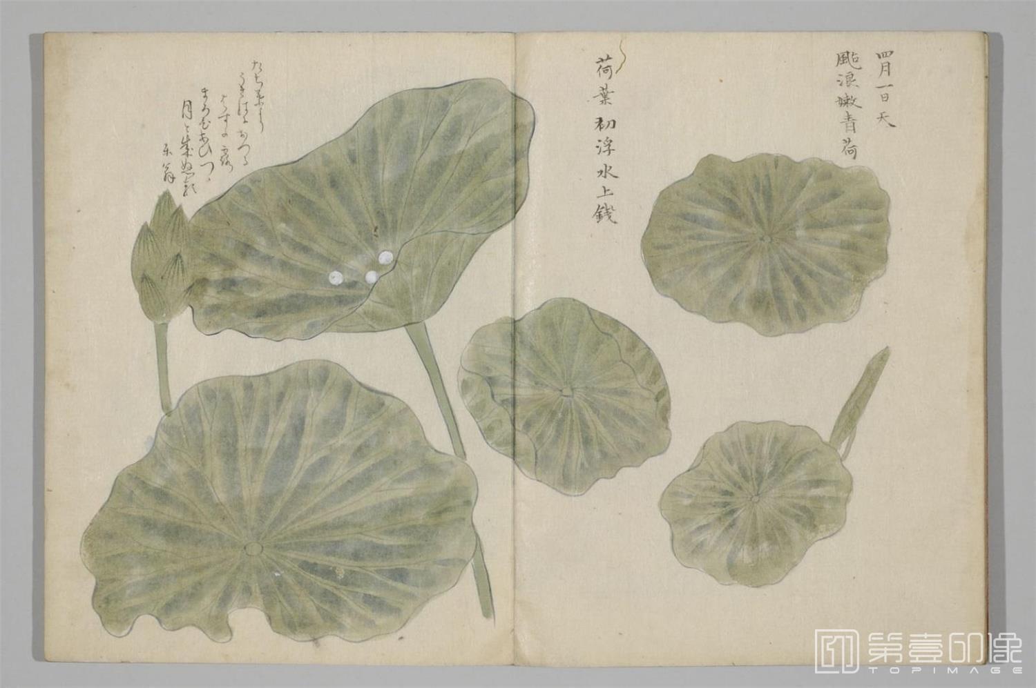 国画-清香画谱-0038
