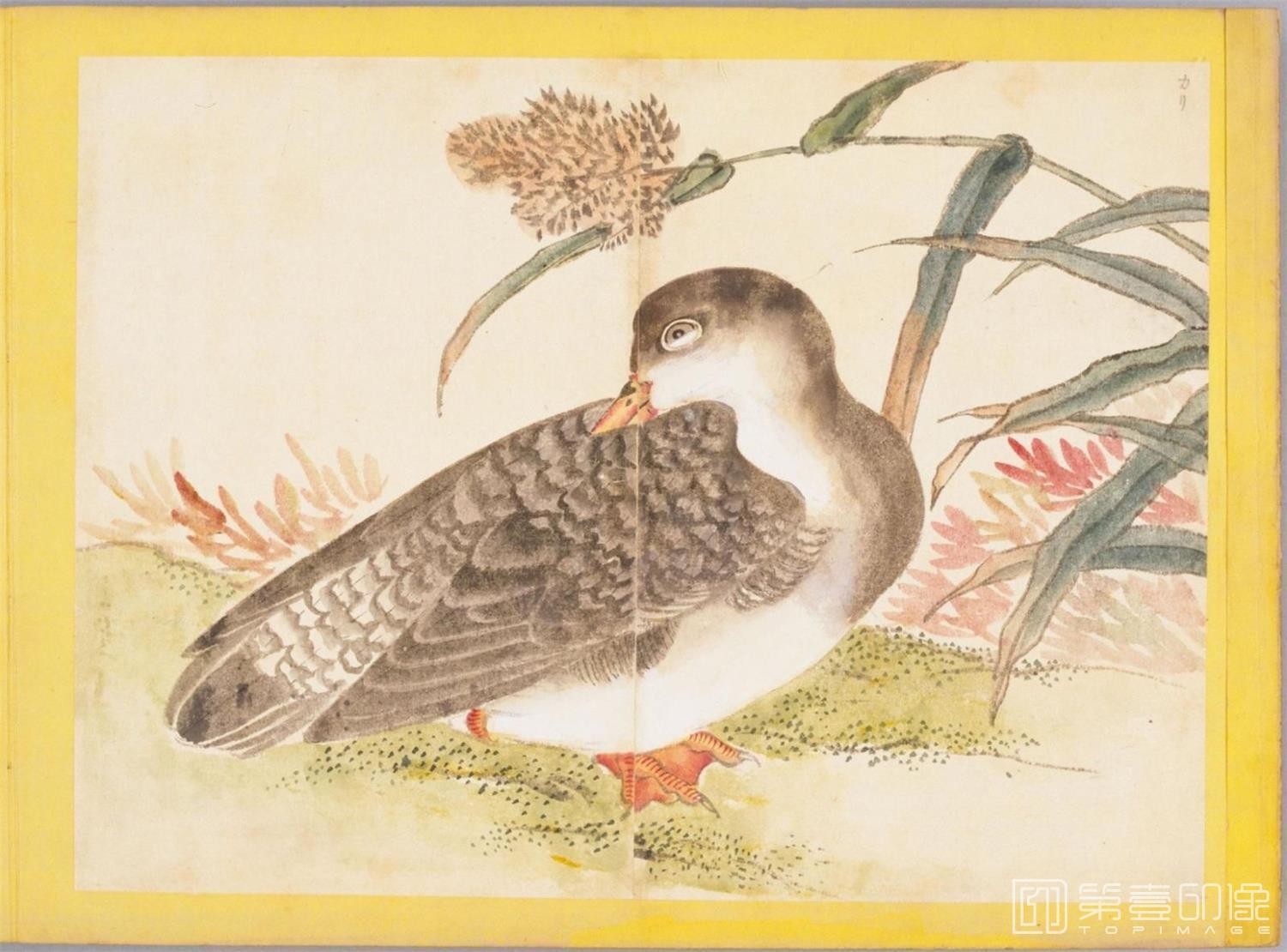 水彩画-百花鸟图-0071