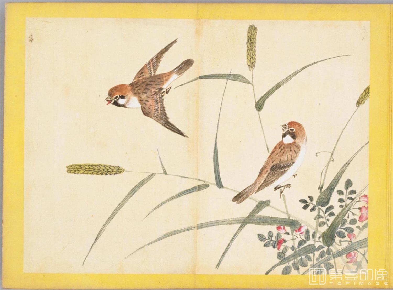 水彩画-百花鸟图-0074