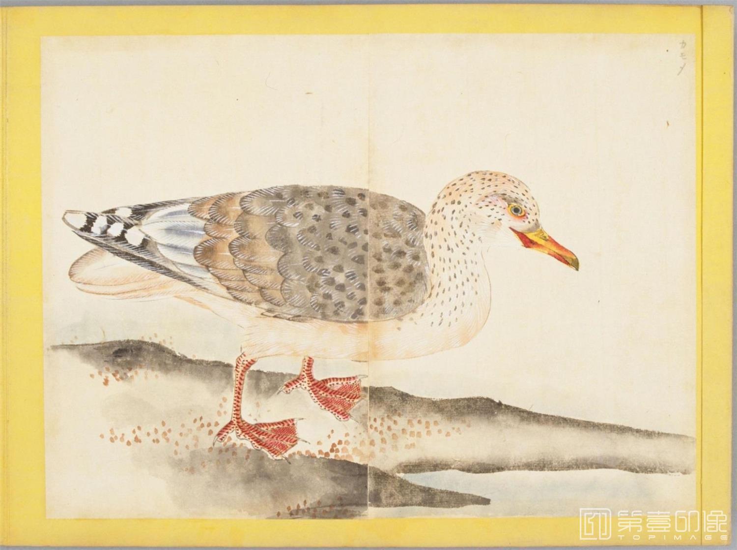 水彩画-百花鸟图-0107