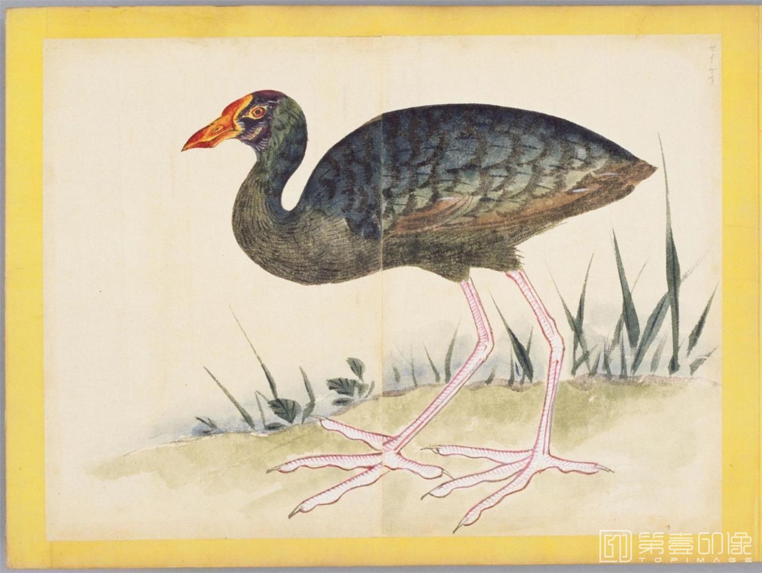 水彩画-百花鸟图-0110