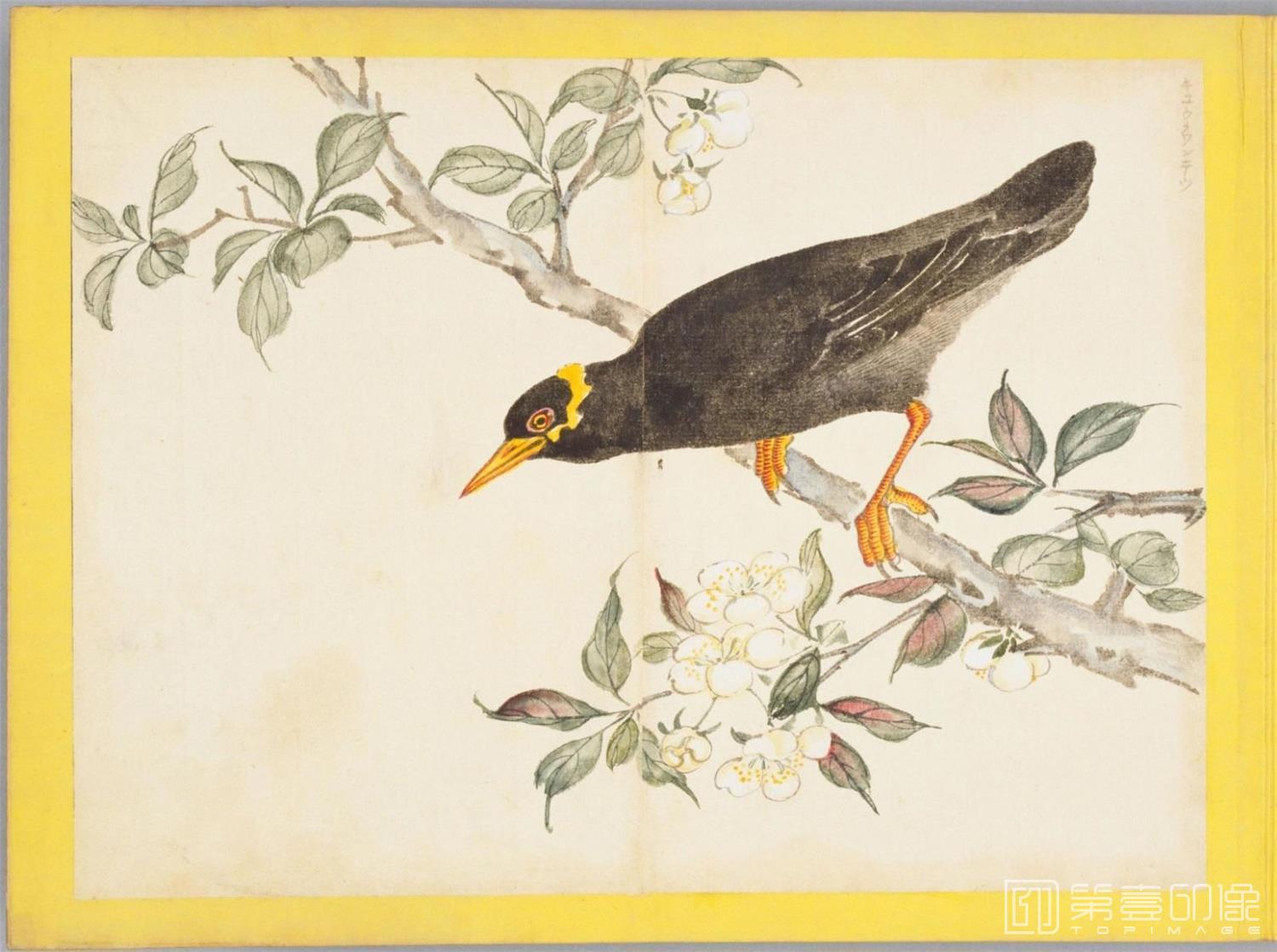 水彩画-百花鸟图-0120
