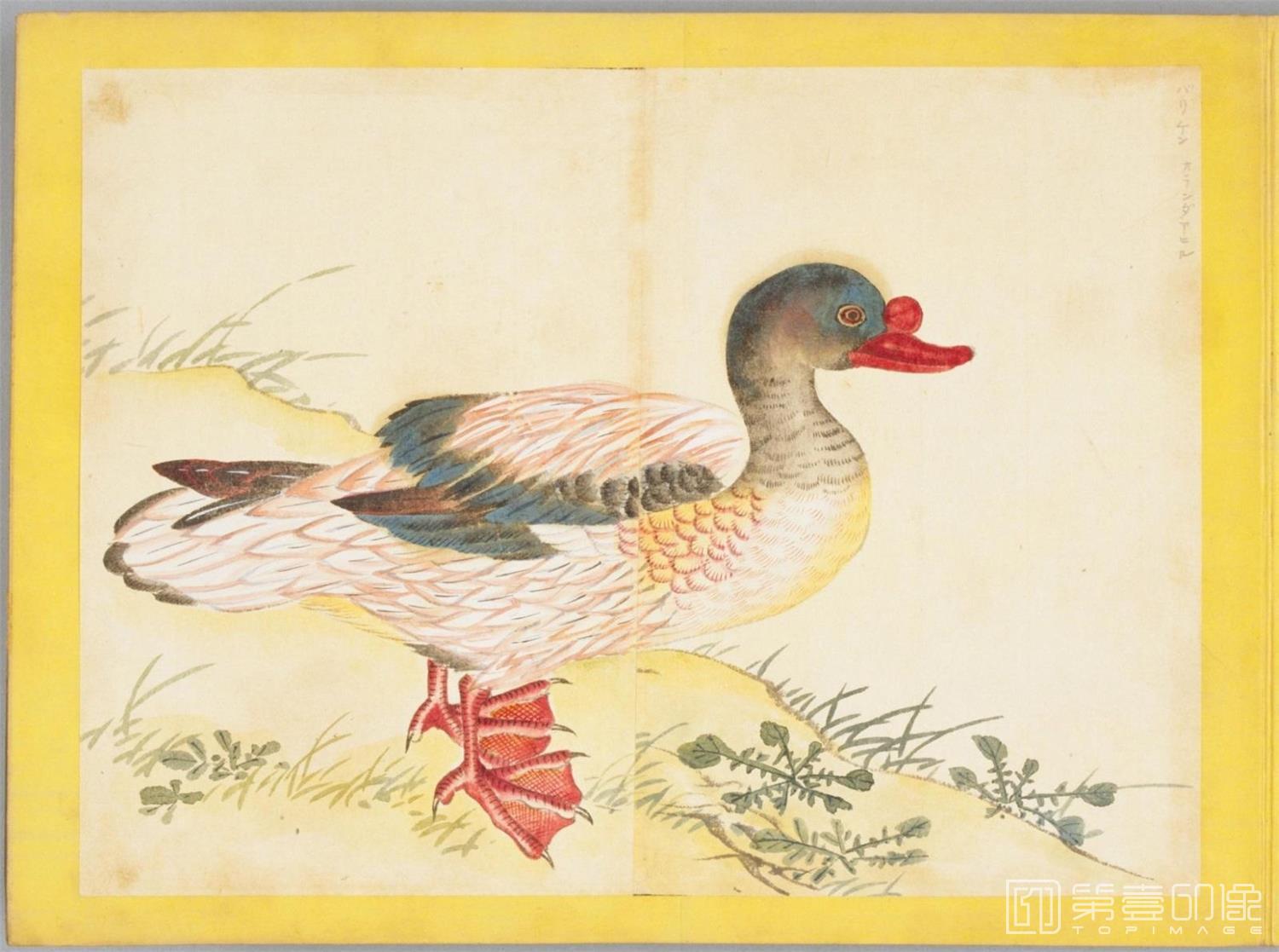 水彩画-百花鸟图-0122