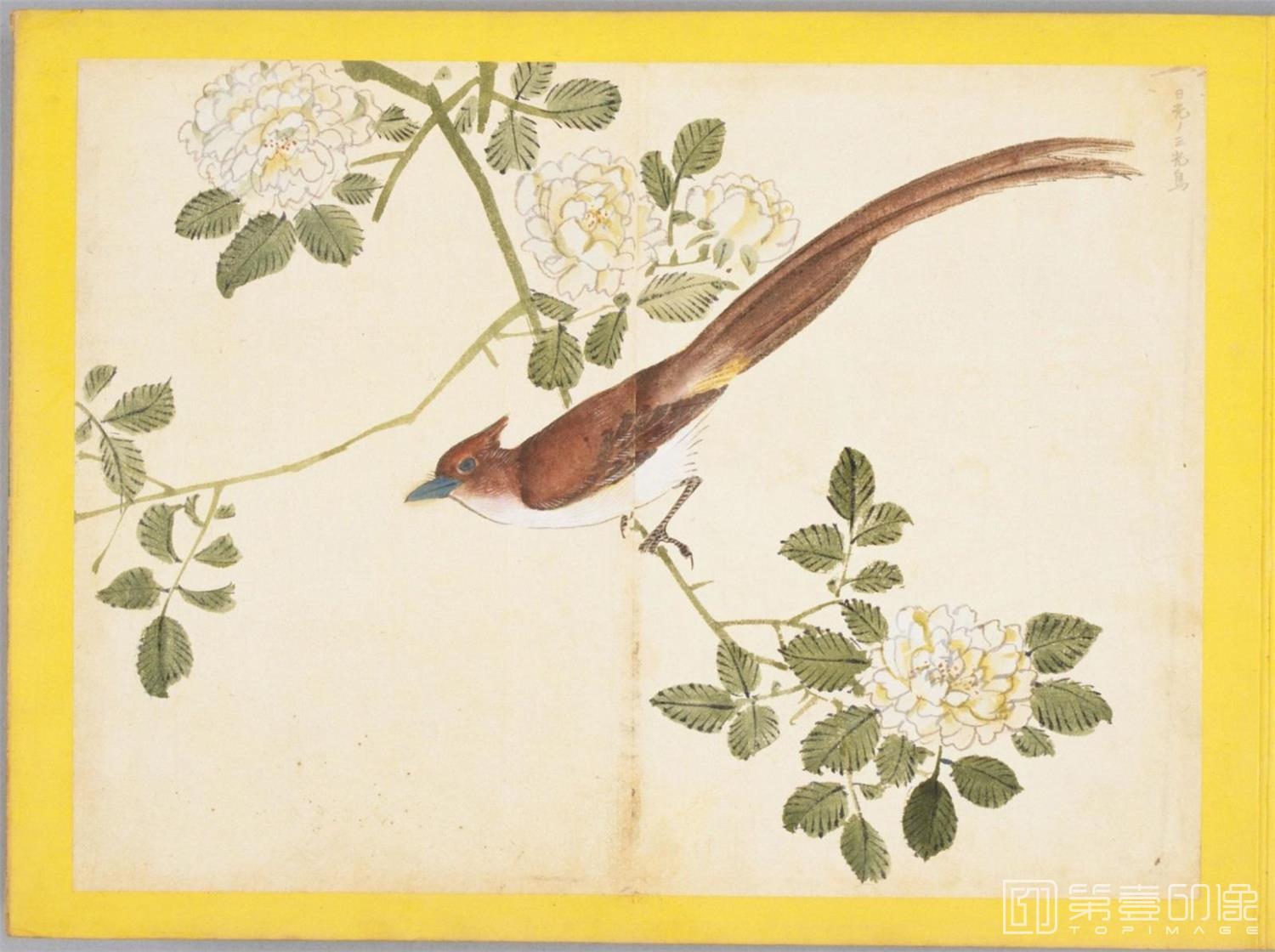 水彩画-百花鸟图-0141