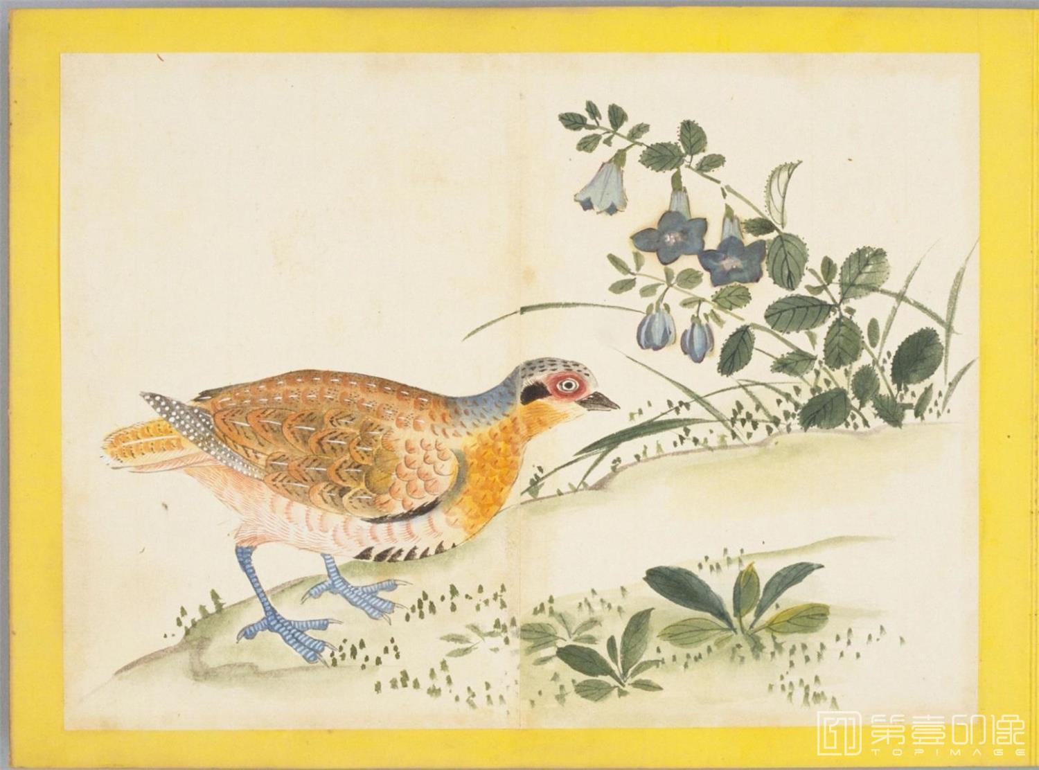 水彩画-百花鸟图-0149