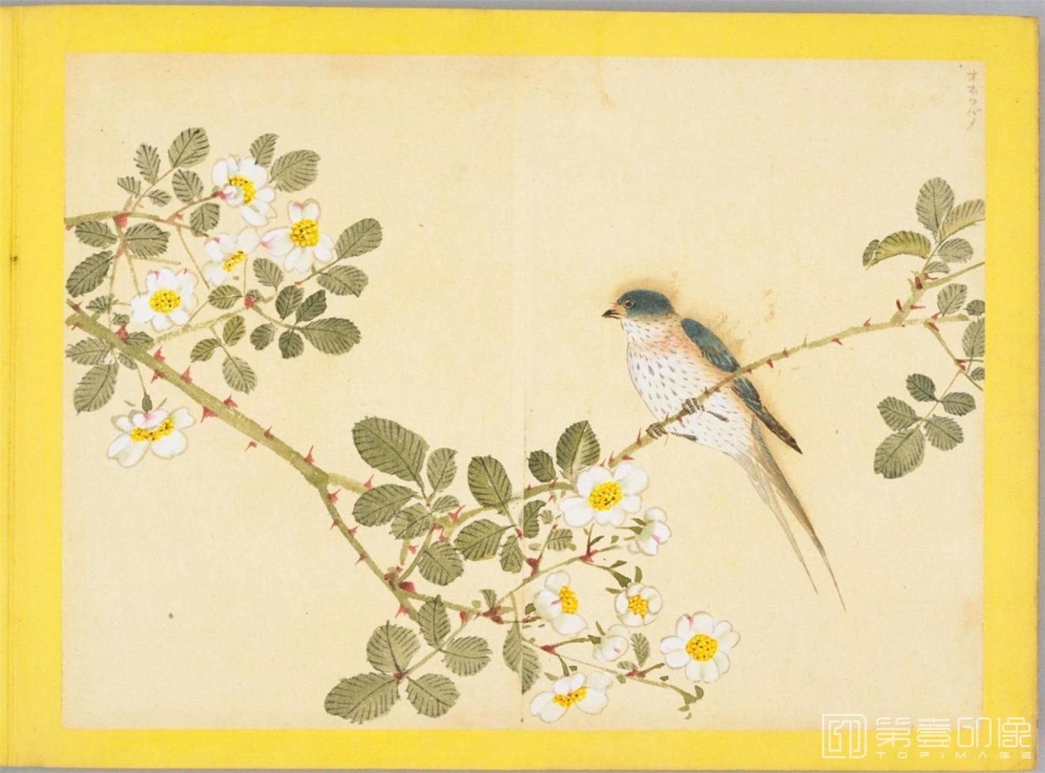 水彩画-百花鸟图-0156