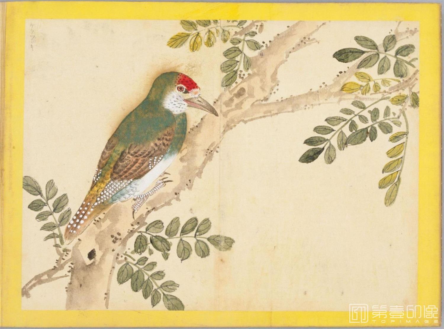 水彩画-百花鸟图-0158