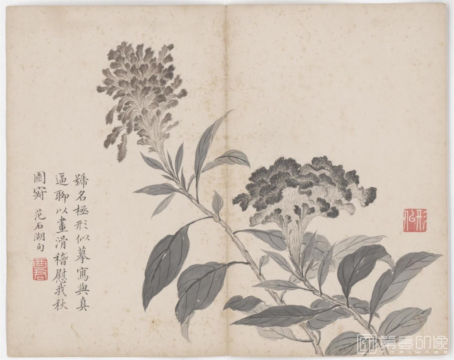 国画-花卉虫草册.二十四帧-0018