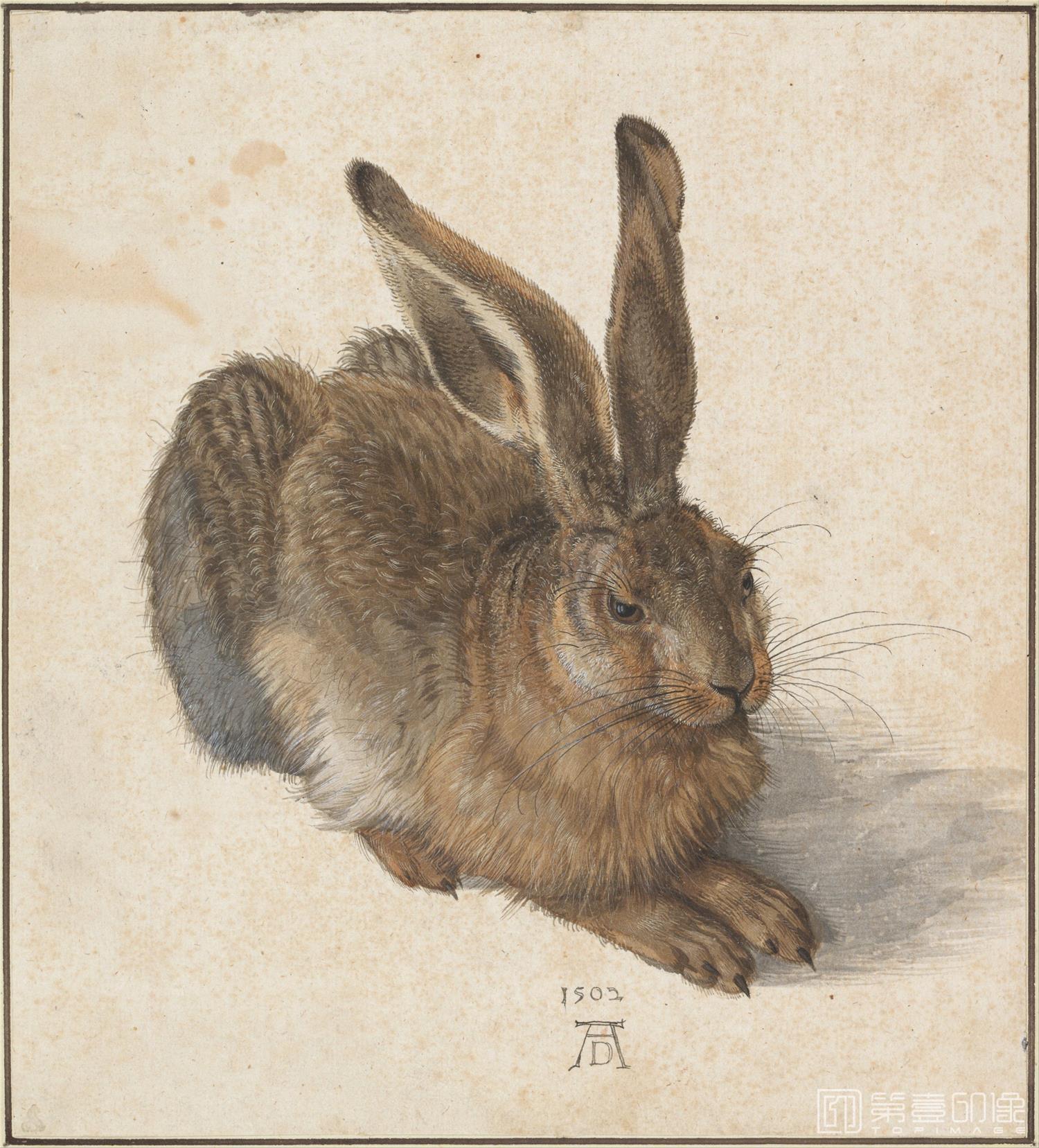 油画-奥地利维也纳阿尔贝蒂娜博物馆-Albrecht Dürer (1471–1528)-Hare, 1502