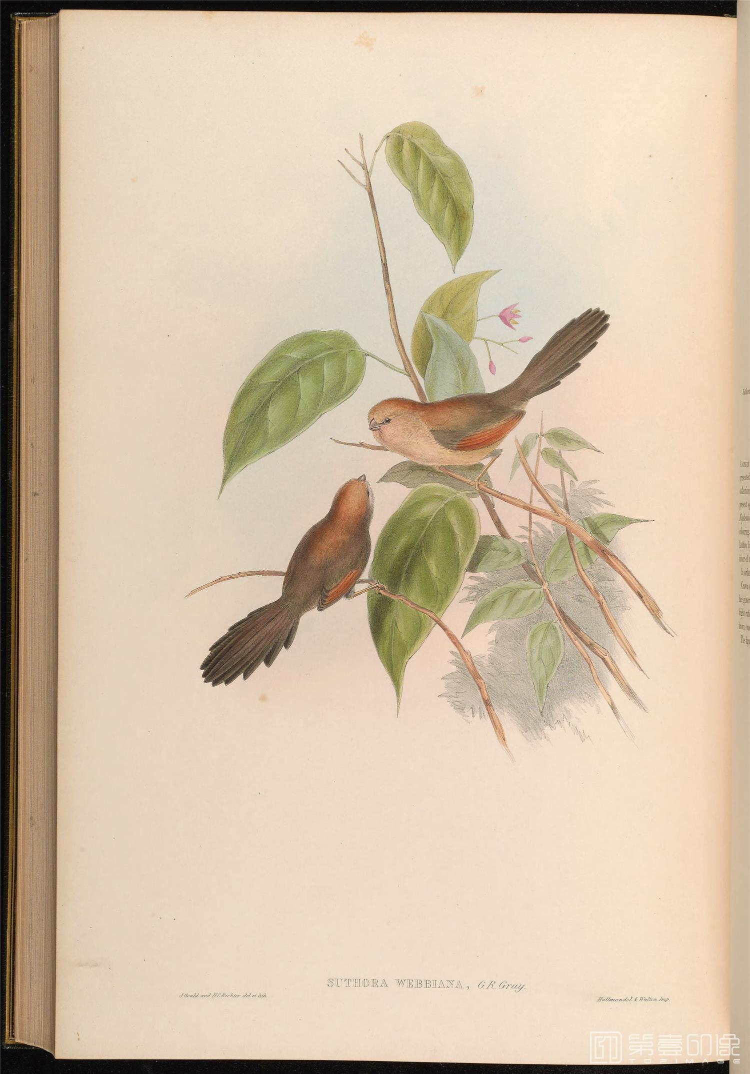 插画-John Gould 亚洲鸟类版画.Birds of Asia.共7卷之卷3.By John Gould.英文本.1850至1883年出版-296 插画-John Gould 亚洲鸟类版画.Birds of Asia.共7卷之卷3.By John Gould.英文本.1850至1883年出版-296
