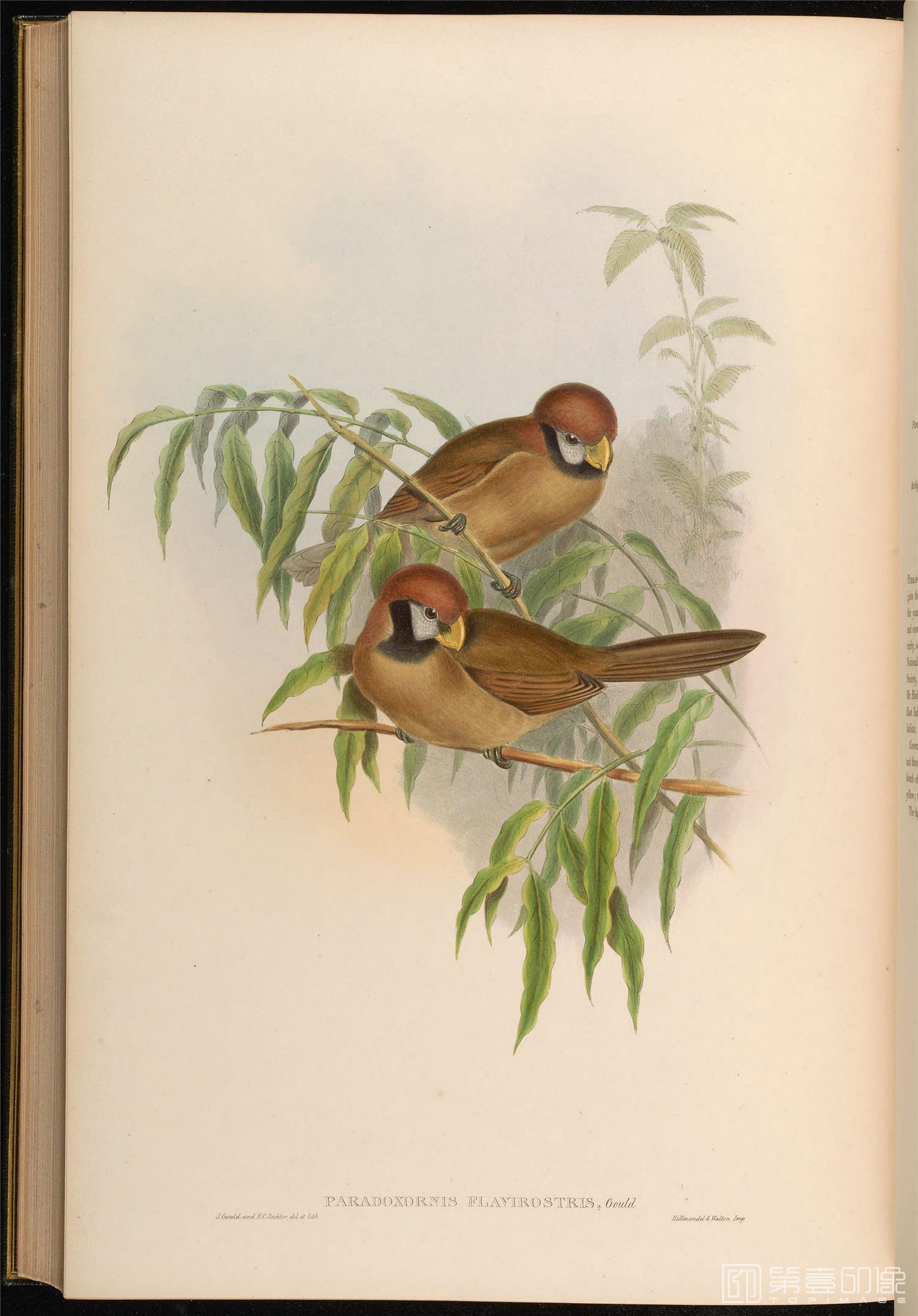 插画-John Gould 亚洲鸟类版画.Birds of Asia.共7卷之卷3.By John Gould.英文本.1850至1883年出版-308 插画-John Gould 亚洲鸟类版画.Birds of Asia.共7卷之卷3.By John Gould.英文本.1850至1883年出版-308
