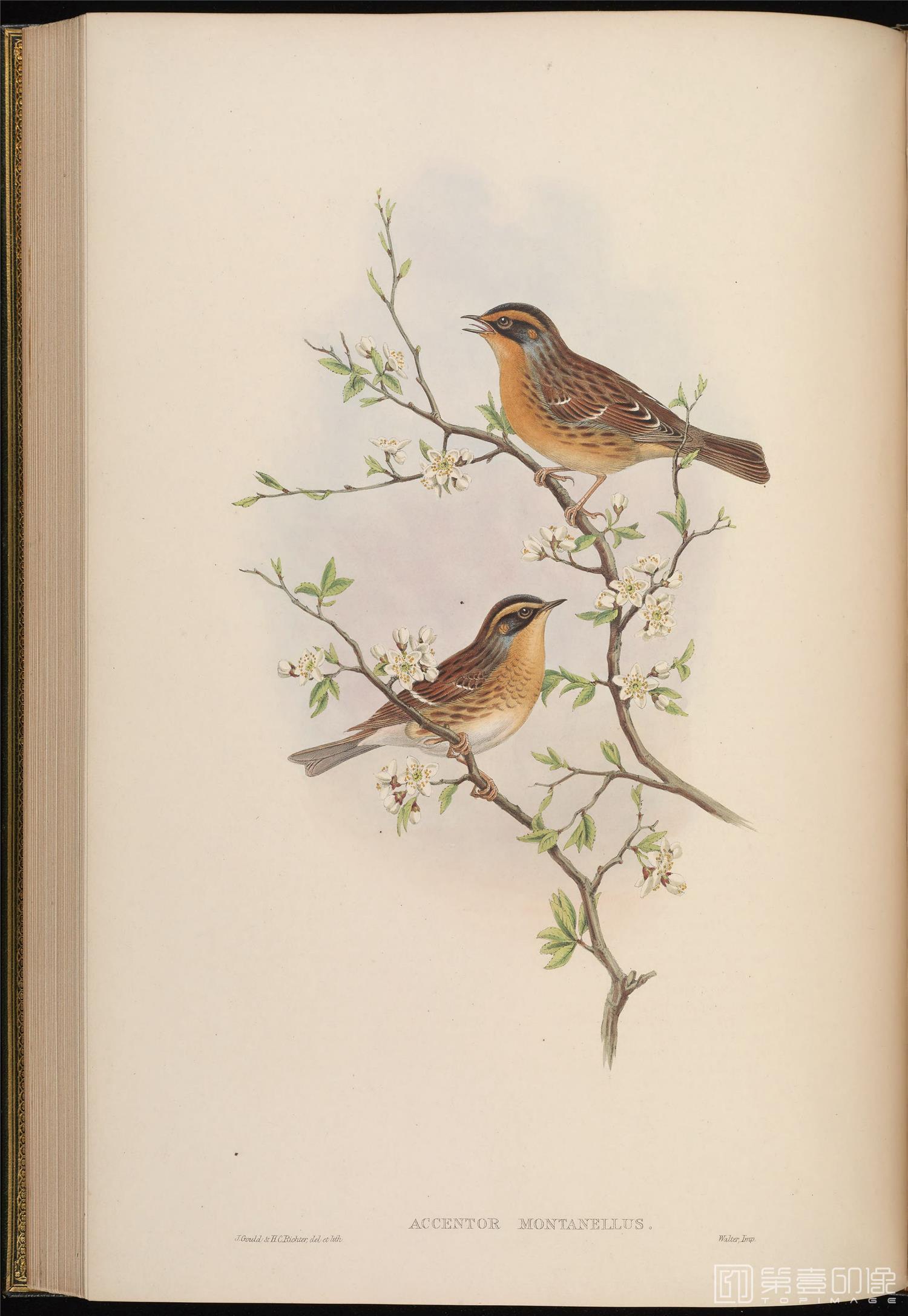 插画-John Gould 亚洲鸟类版画.Birds of Asia.共7卷之卷4.By John Gould.英文本.1850至1883年出版-172