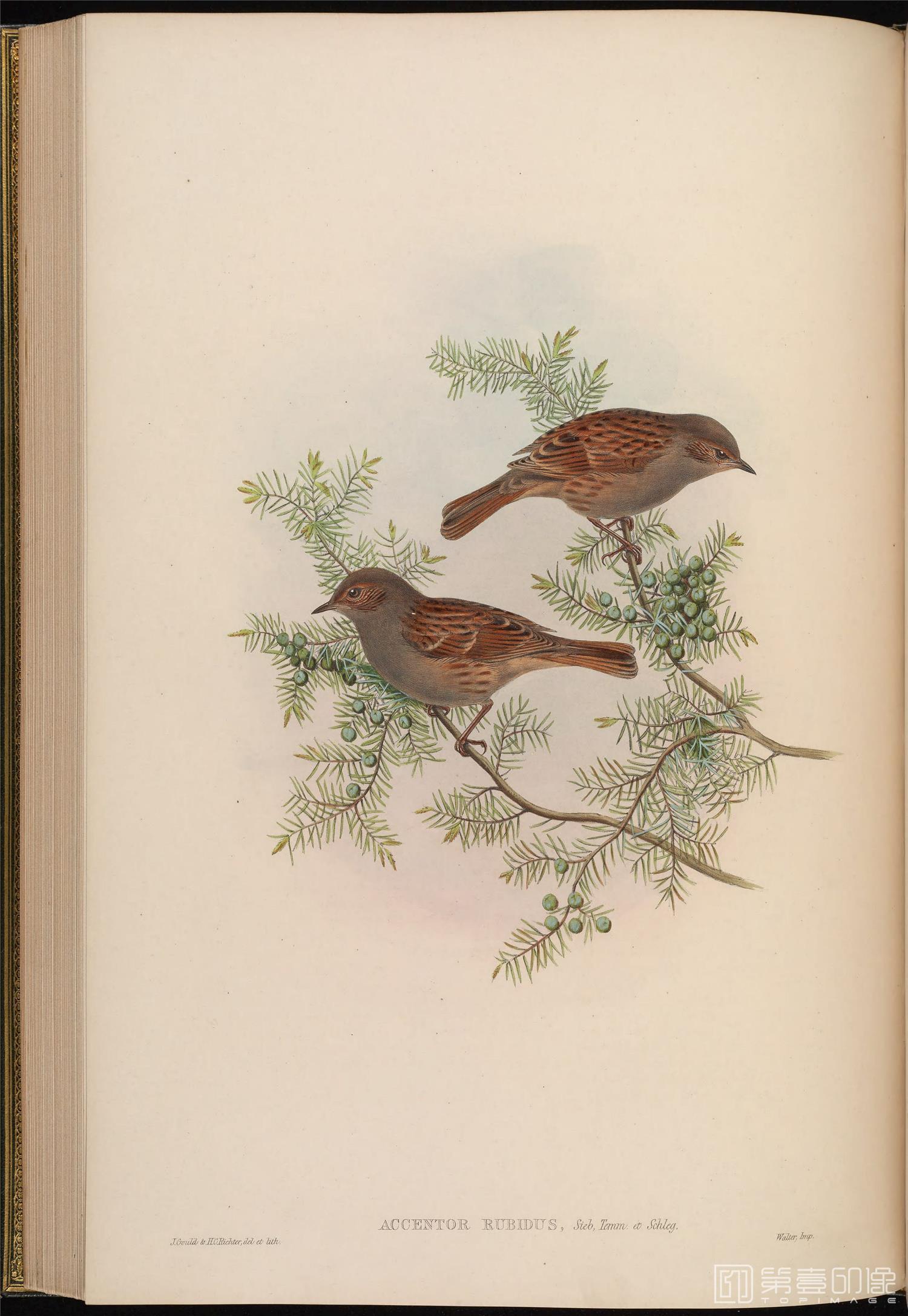 插画-John Gould 亚洲鸟类版画.Birds of Asia.共7卷之卷4.By John Gould.英文本.1850至1883年出版-176 插画-John Gould 亚洲鸟类版画.Birds of Asia.共7卷之卷4.By John Gould.英文本.1850至1883年出版-176